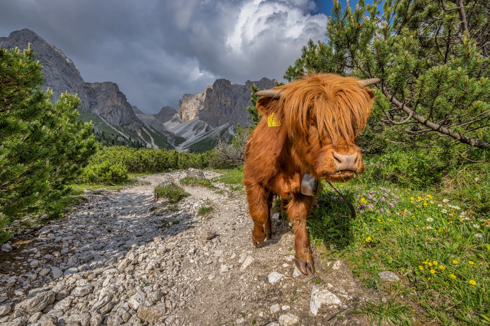 Hiking Highland Cow
Dolomites, Italy