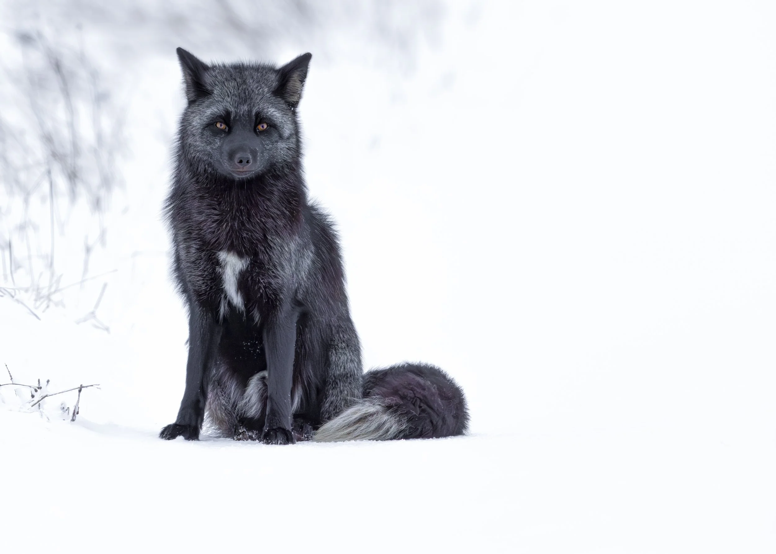 Silver Fox
Prince Edward Island
