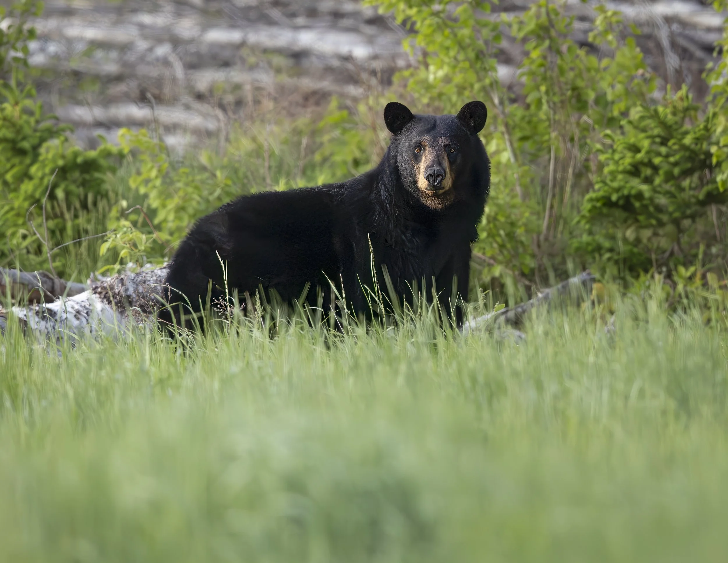 Black Bear Stare
New Brunswick