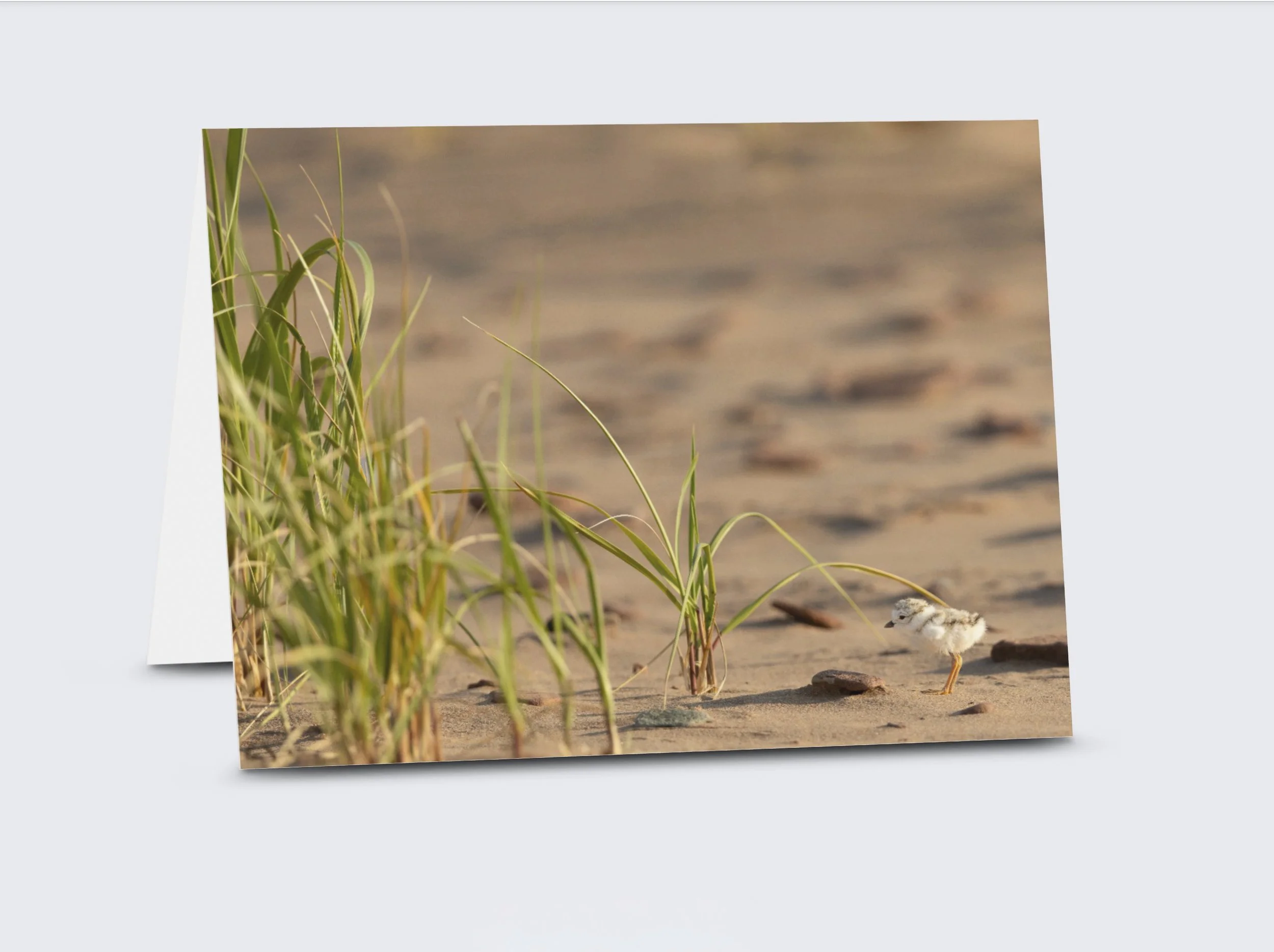 It's A Small World Preview.jpg