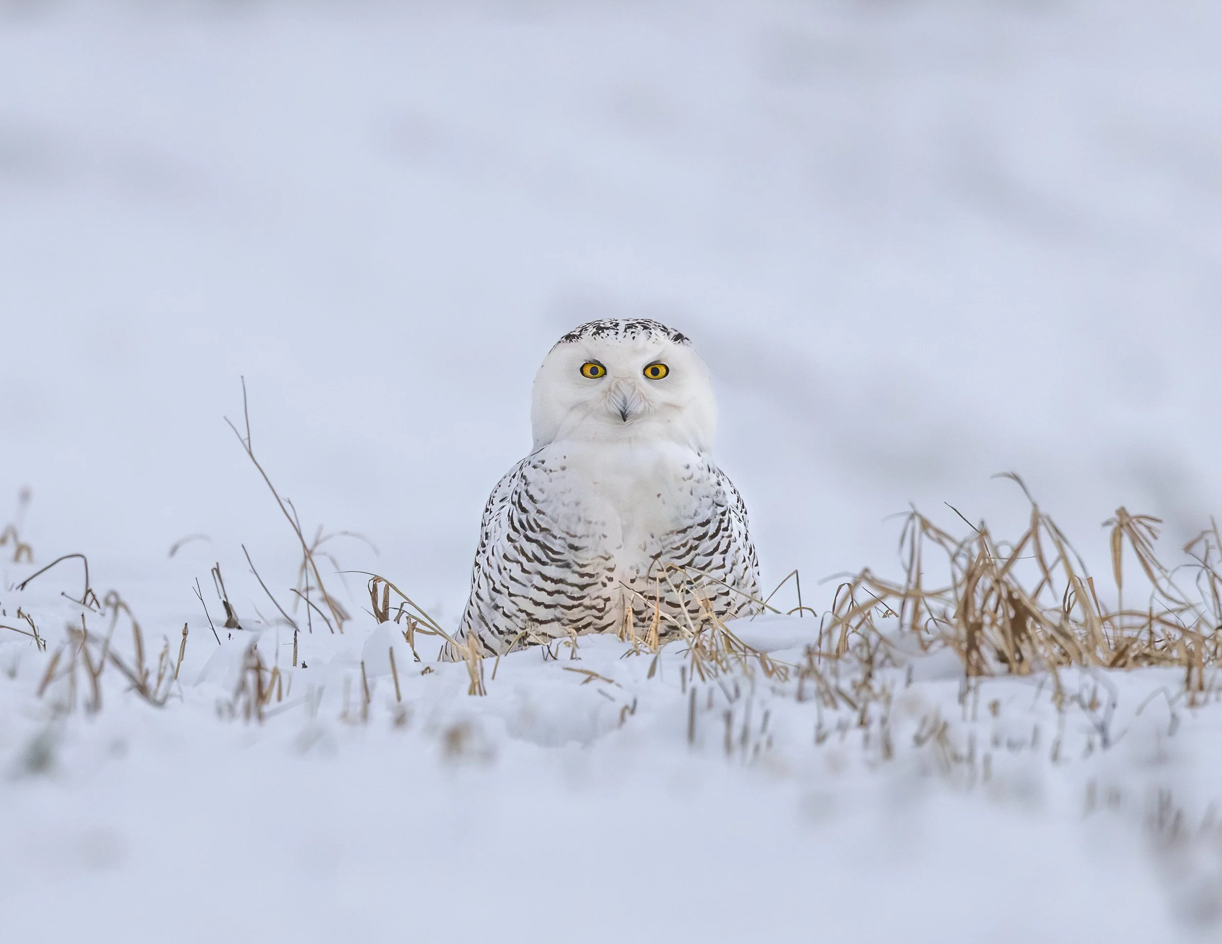 I Hear Lunch
Grand Pre, Nova scotia