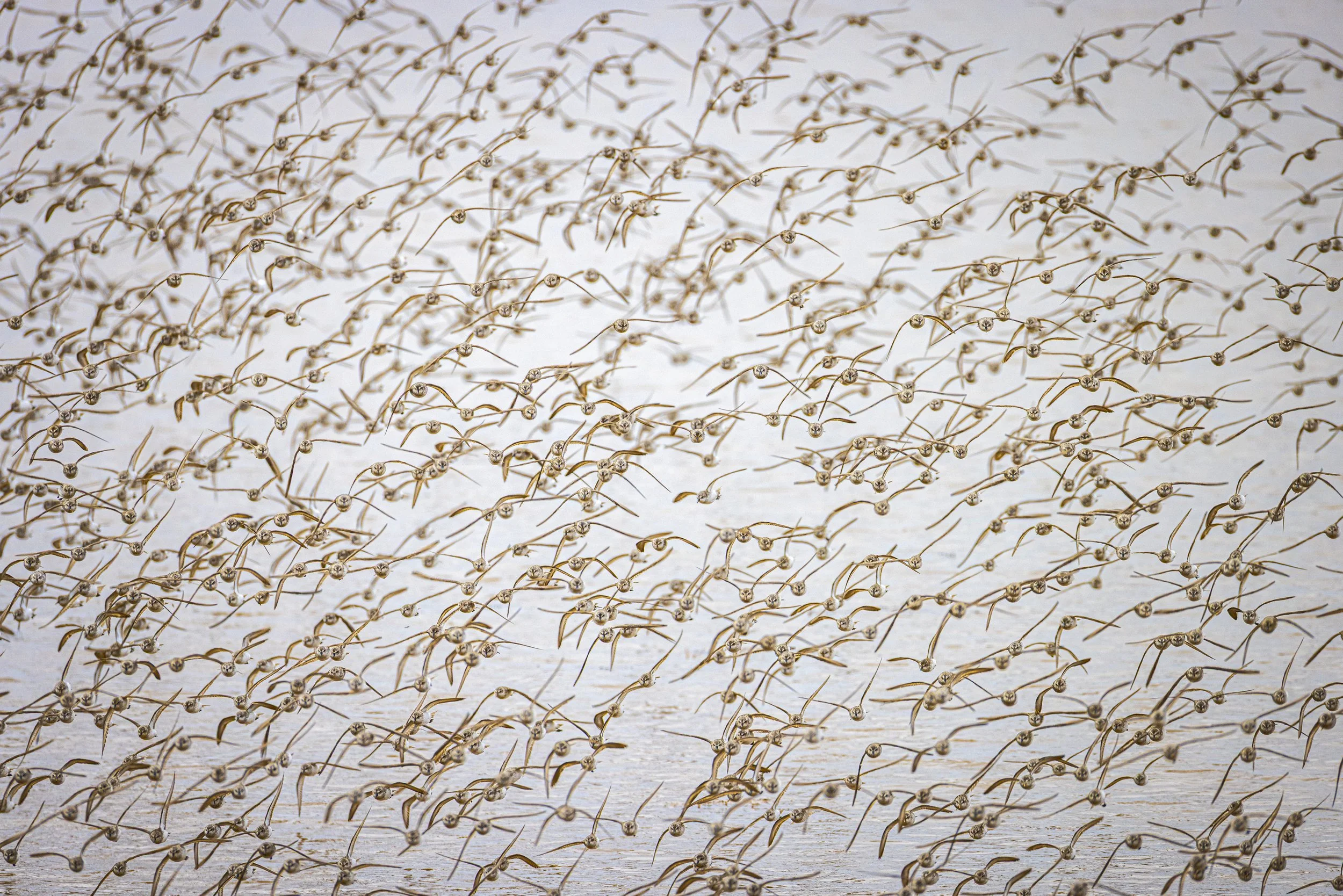 70 000 Strong
Sandpipers
New Brunswick