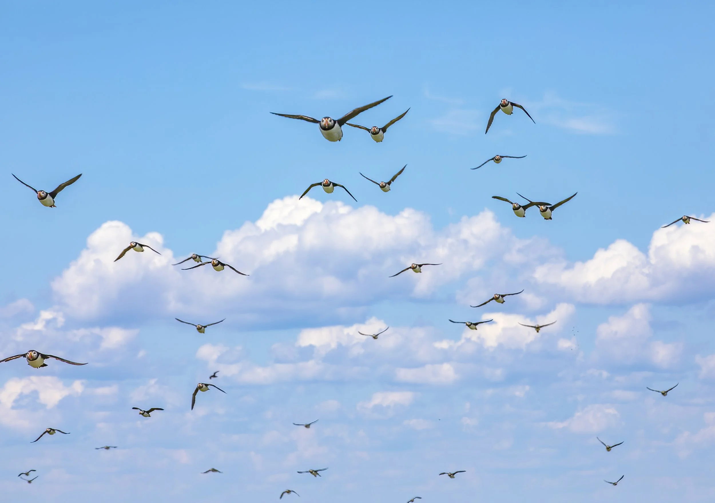 Coming Home
Machias Island, New Brunswick
