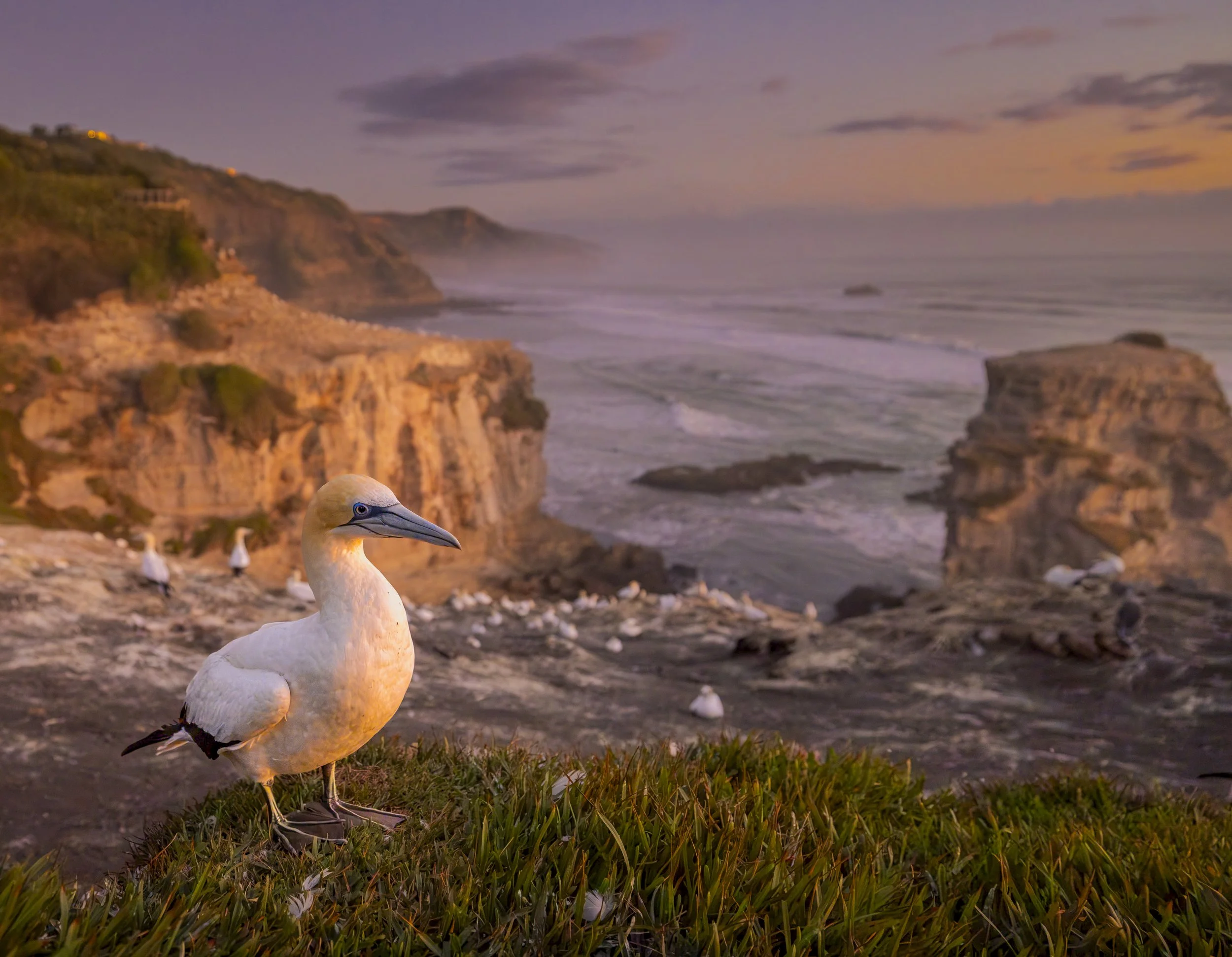 Home Sweet Home
New Zealand