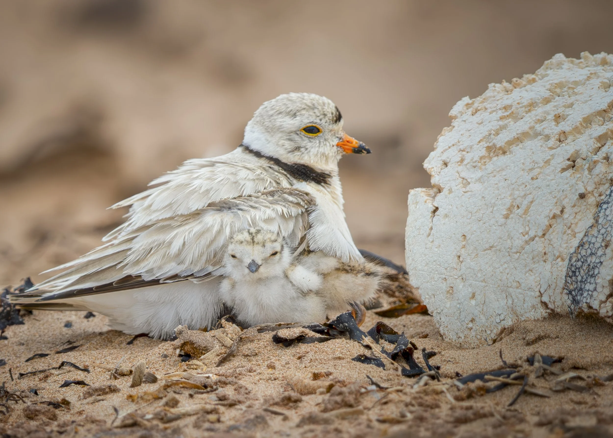 Out From Under
Piping Plovers
Prince Edward Island