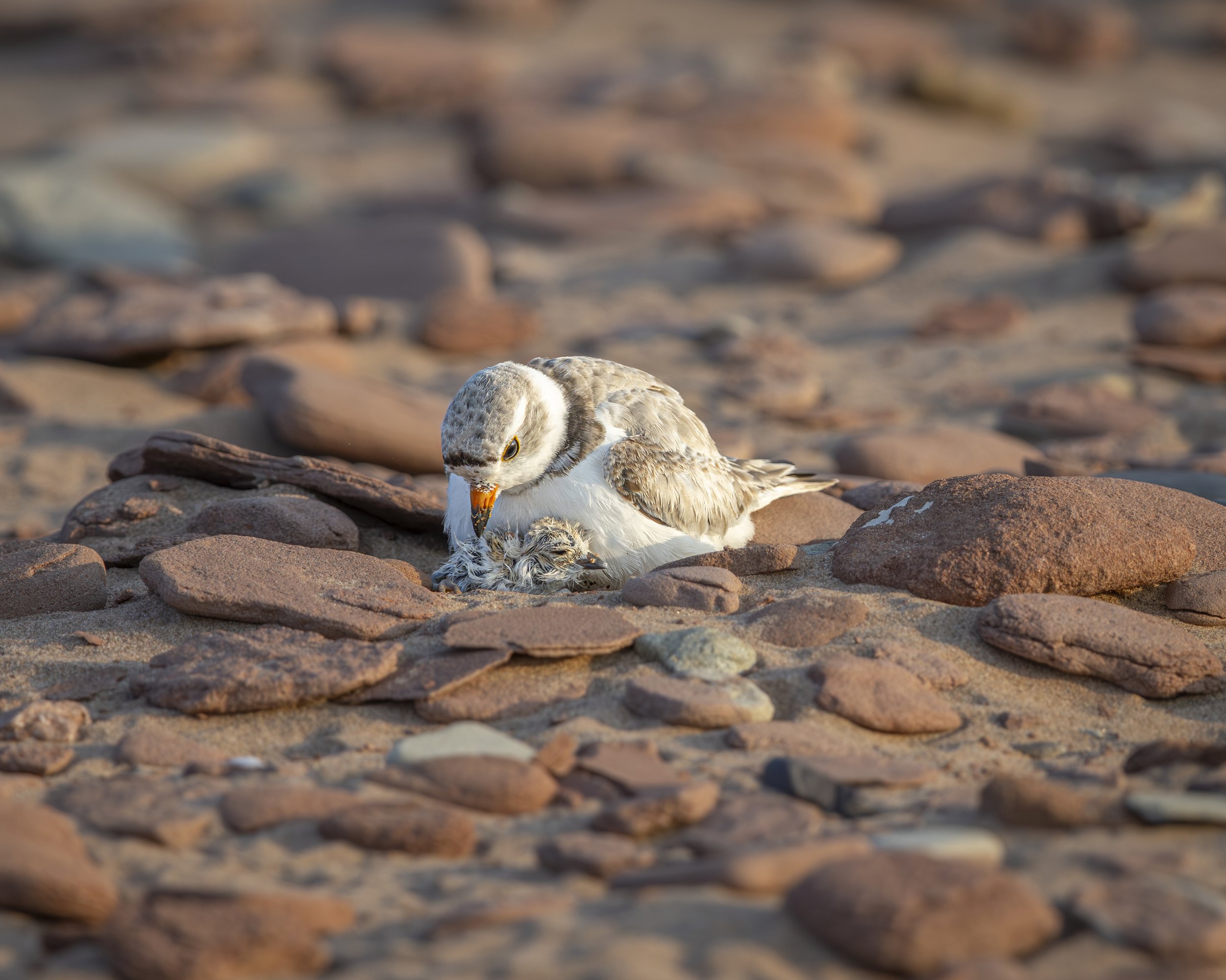 New To the World
Piping Plover Chick newly hatched
Prince Edward Isalnd