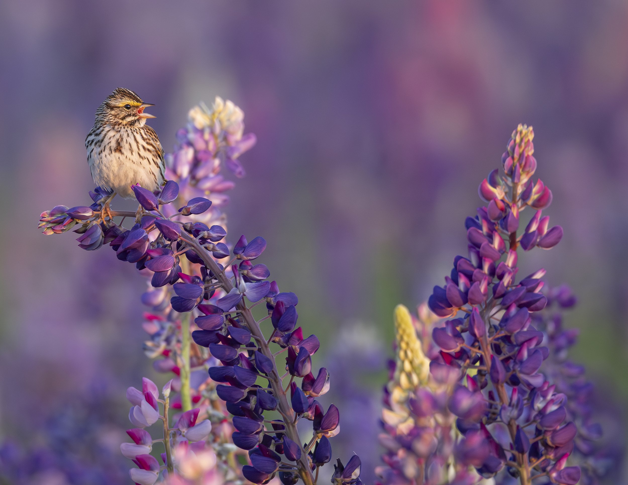 Lupin Lover
Prince Edward Island
