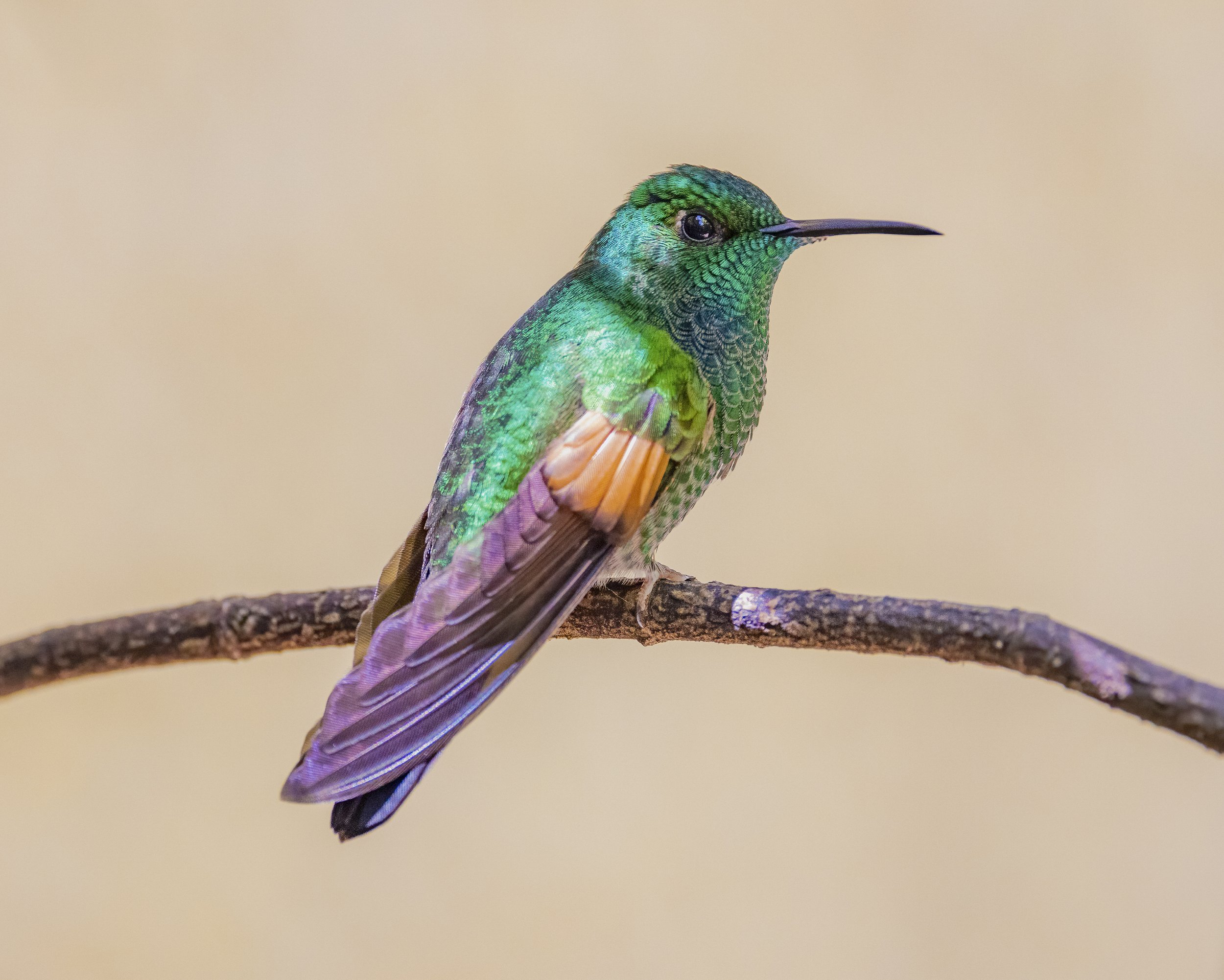 Nature's Gem
Hummingbird
Costa Rica