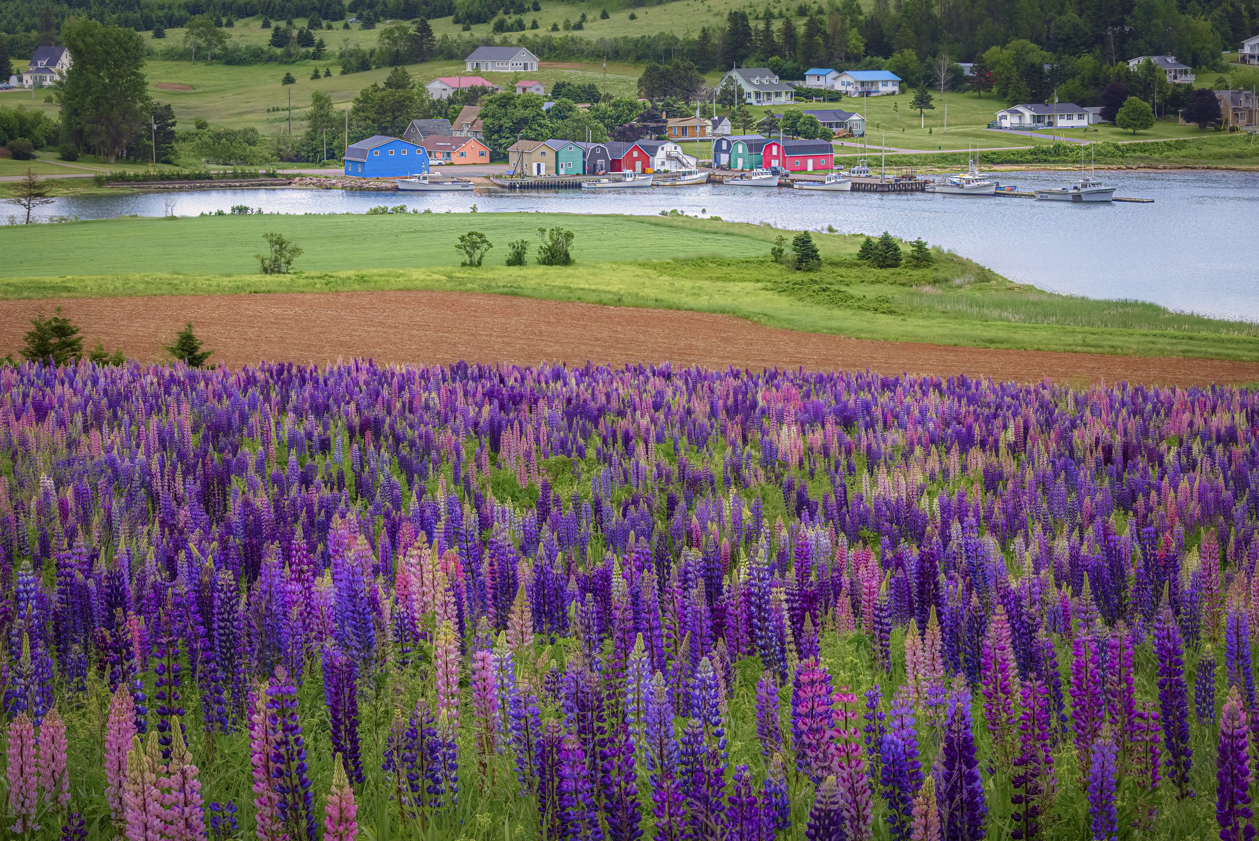 French River Dreams
Prince Edward Island