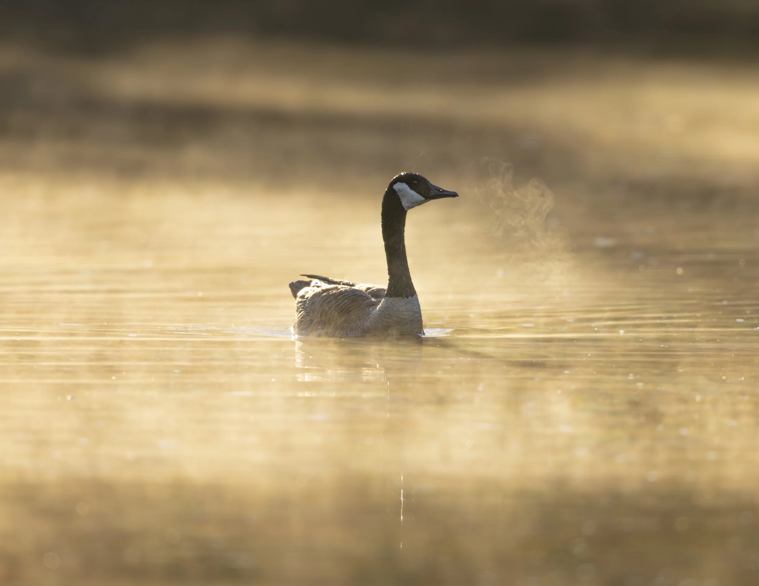 I Can See Your Breath
Canada Goose
Prince Edward Island