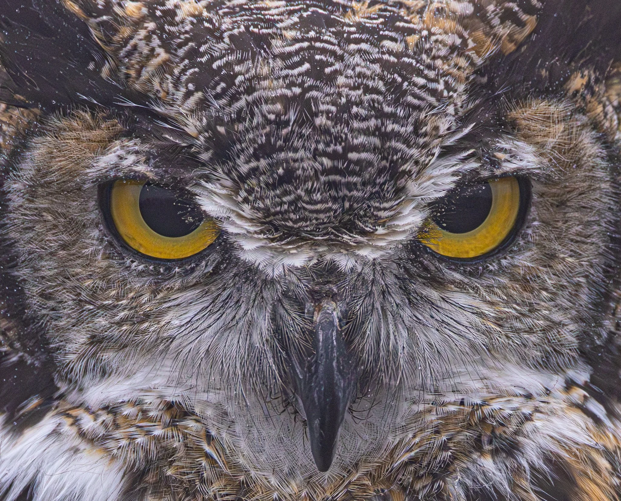 Into The Soul
Great Horned Owl
British Columbia