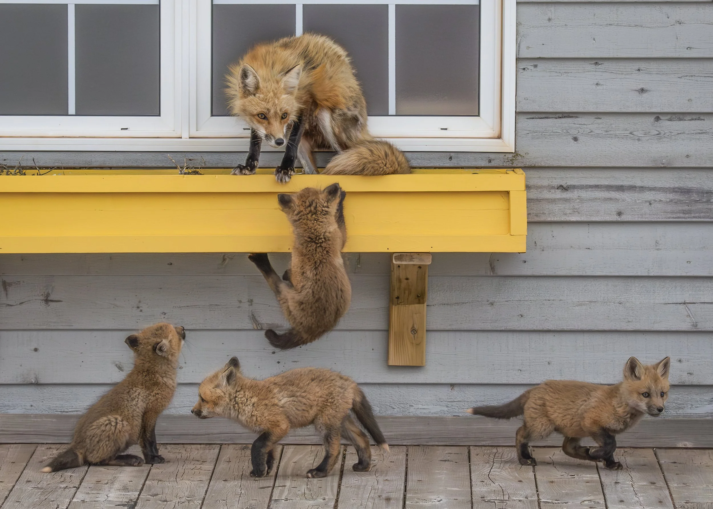 I'm Hungry
Fox Kits
Princ eedward Island