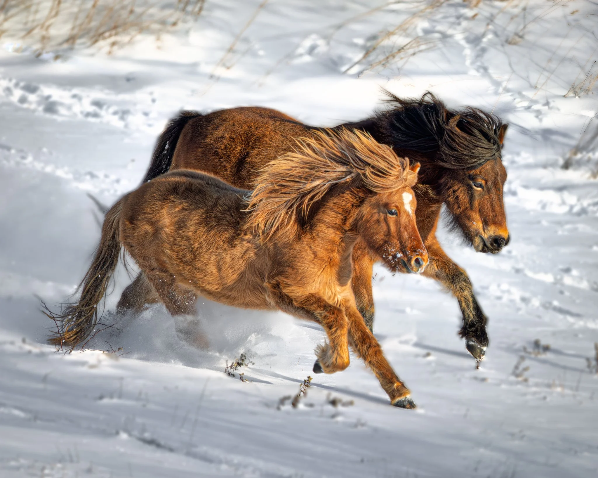 Snow Lovers
Icelandic Horses
Nova Scotia