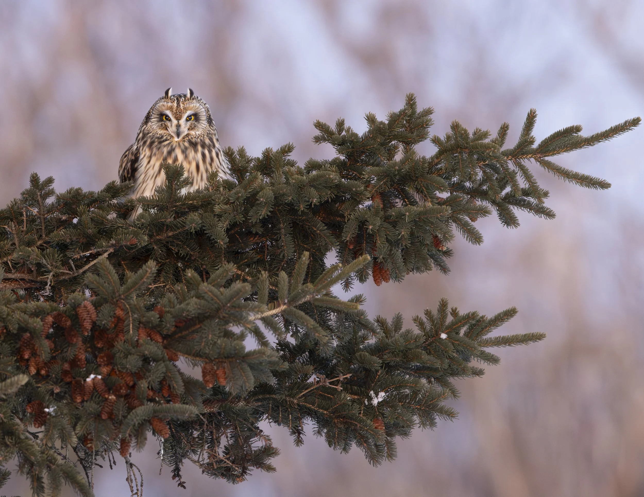 Short Eared Owl
Prince Edward Island