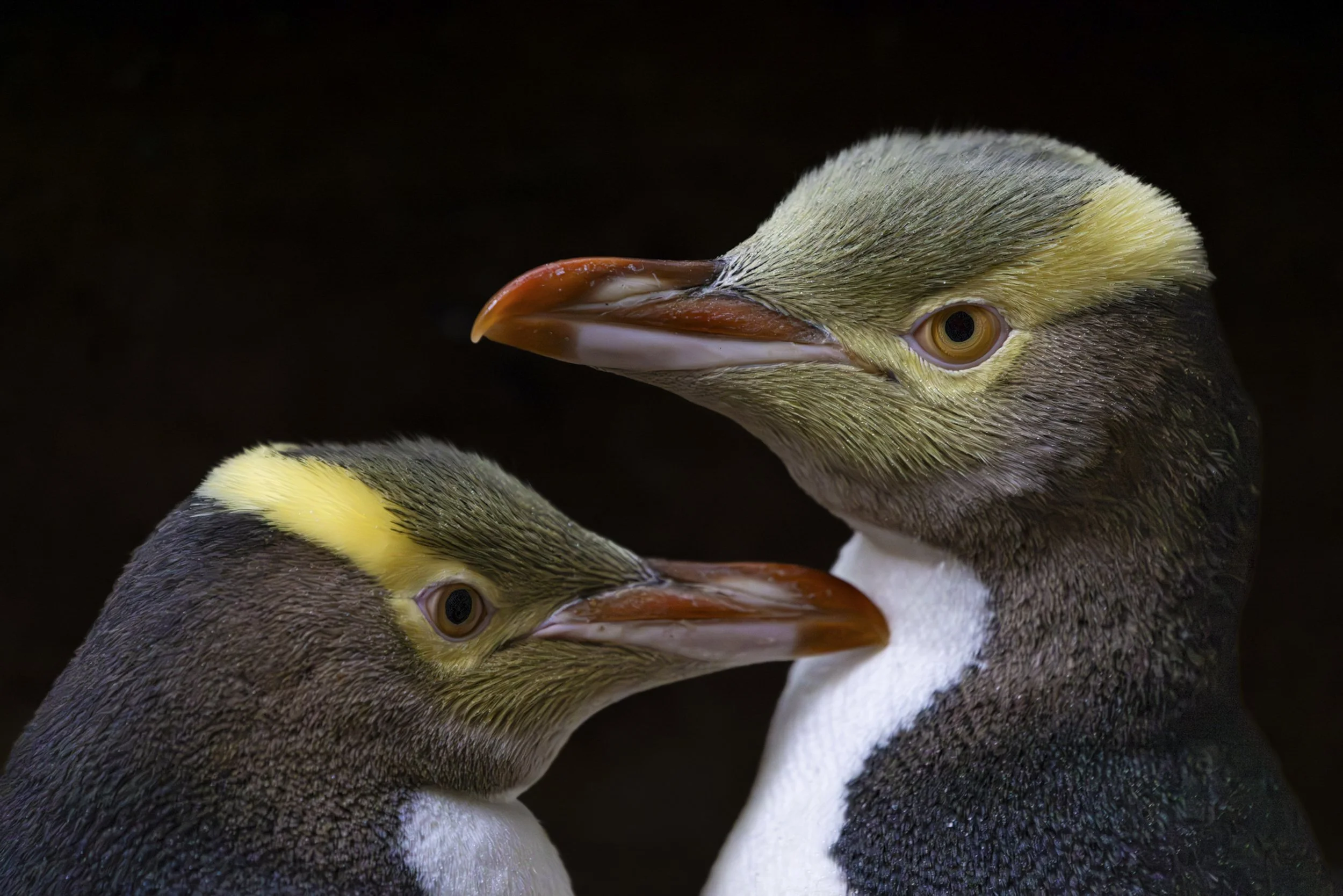 Mates For Life
Yellow Eyed Penguins
New Zealand