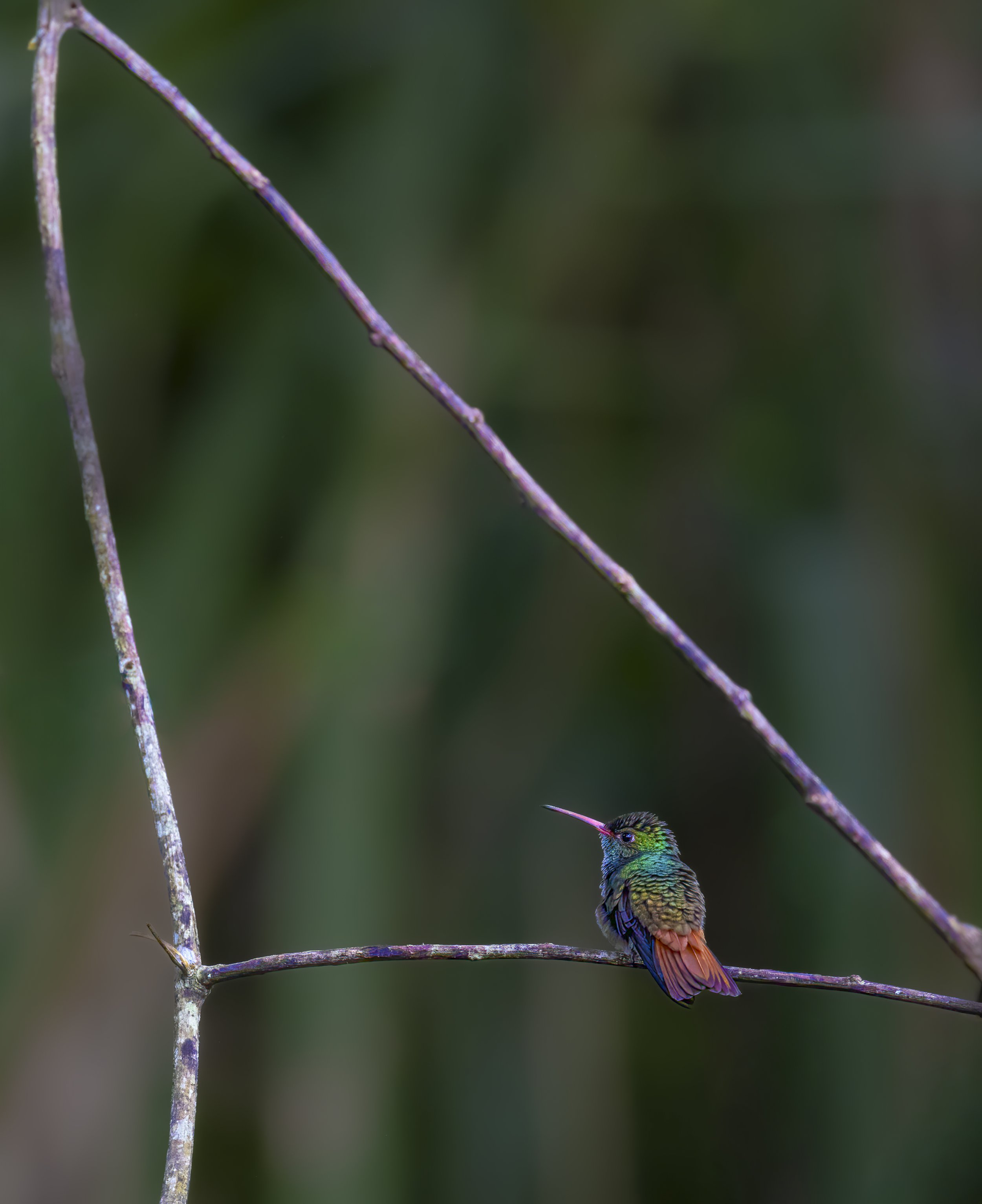 The Perfect Perch
Costa Rica