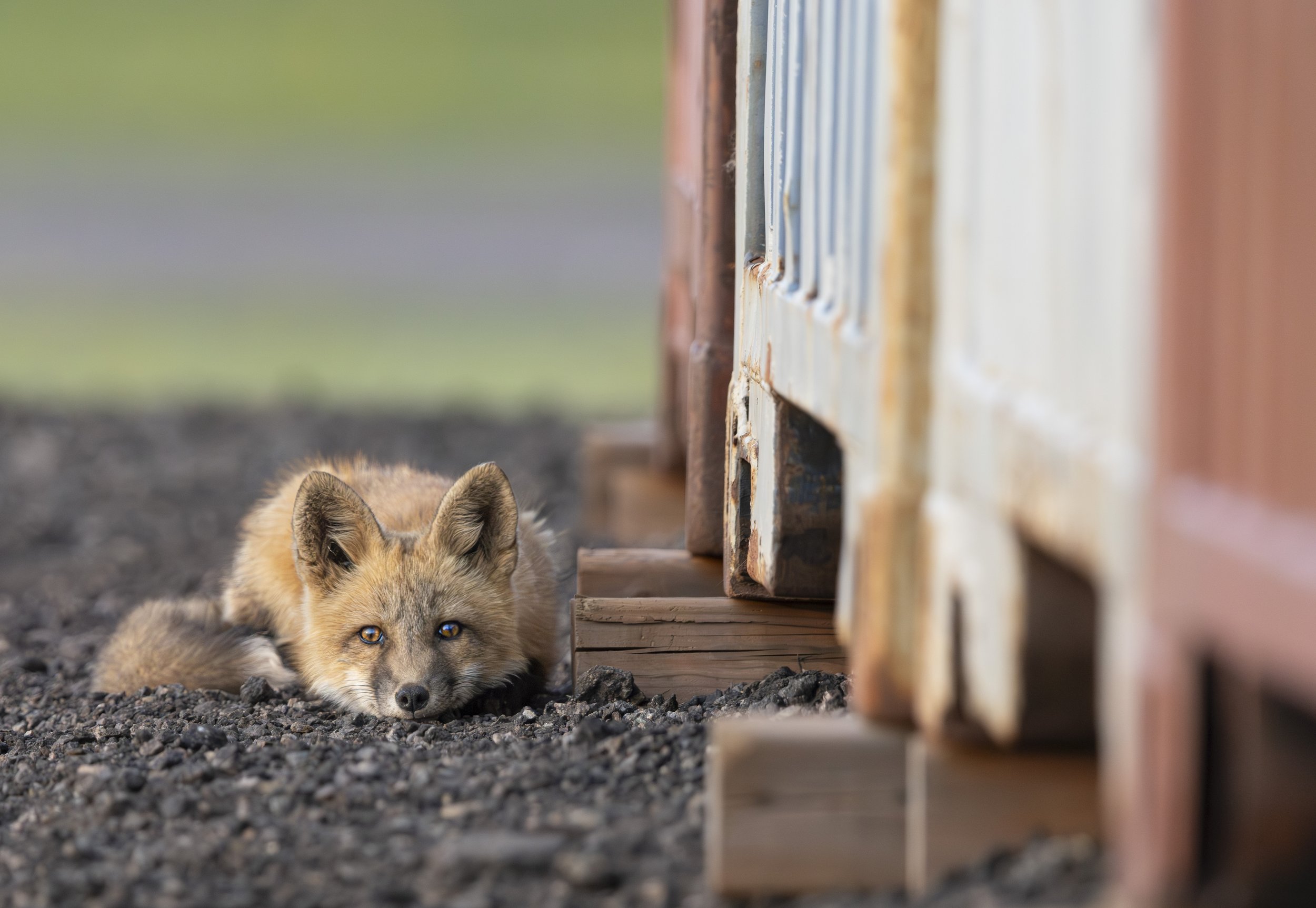Fox Kit
Prince Edward Island