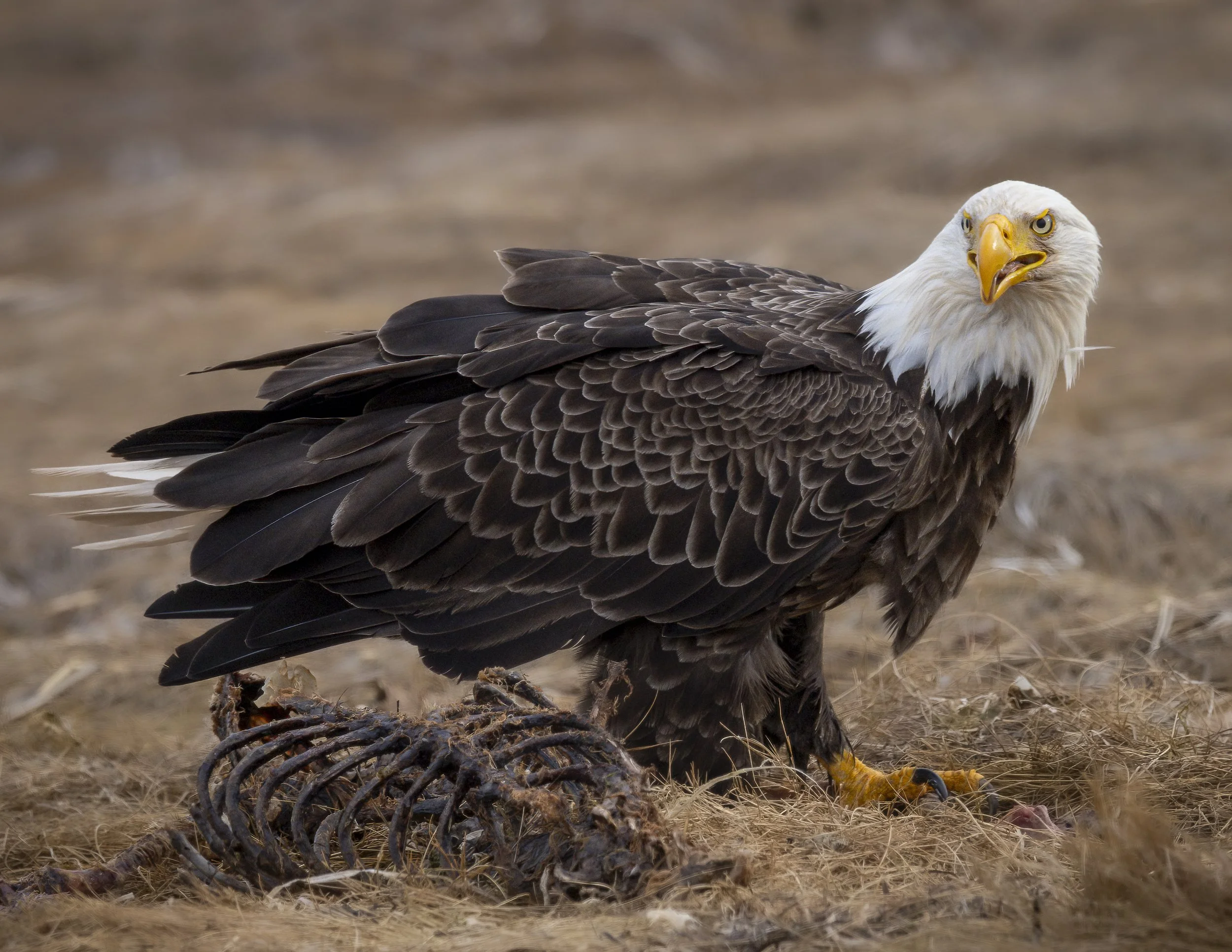 Bald Eagle with Supper
Prinve Edward Island