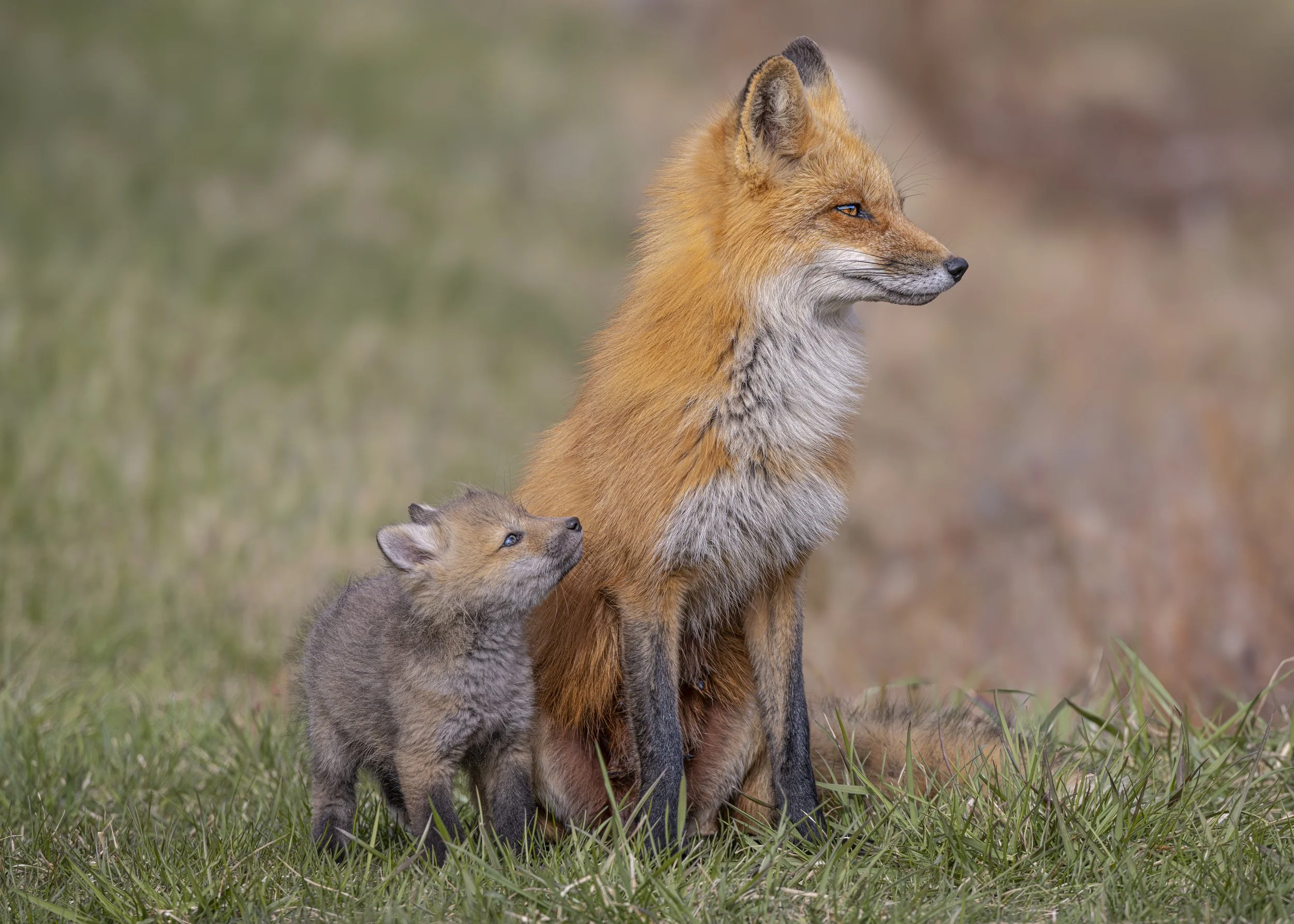 A Mother's Love
Prince Edward Island