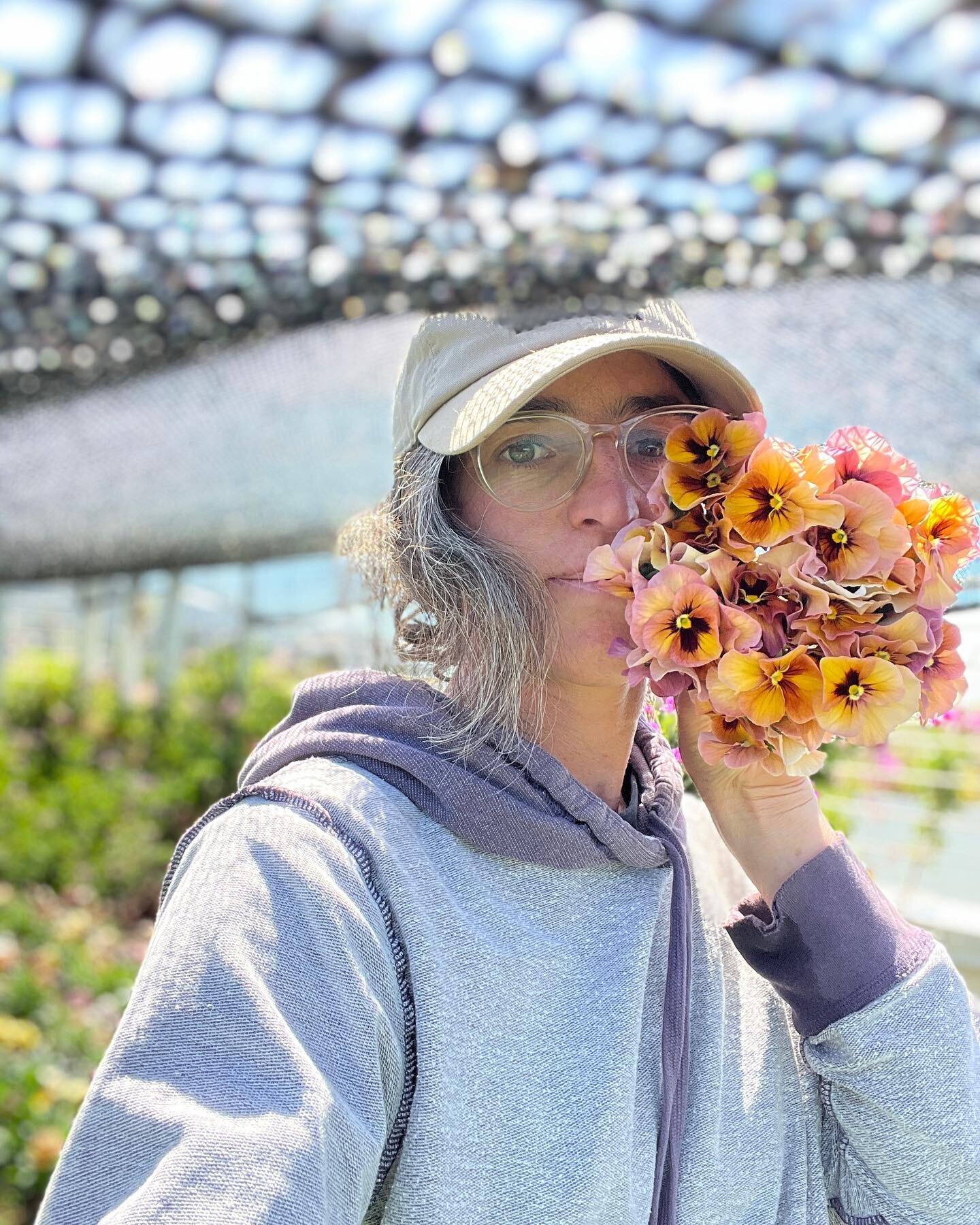 Harvesting some pretty fall planted violas ✨and campanula finally on the scene and the first of the godetia, taking its sweet time 🌸. Thank you all for your orders last week. Glad we could get blooms out to the mamas. As we step into our busy season