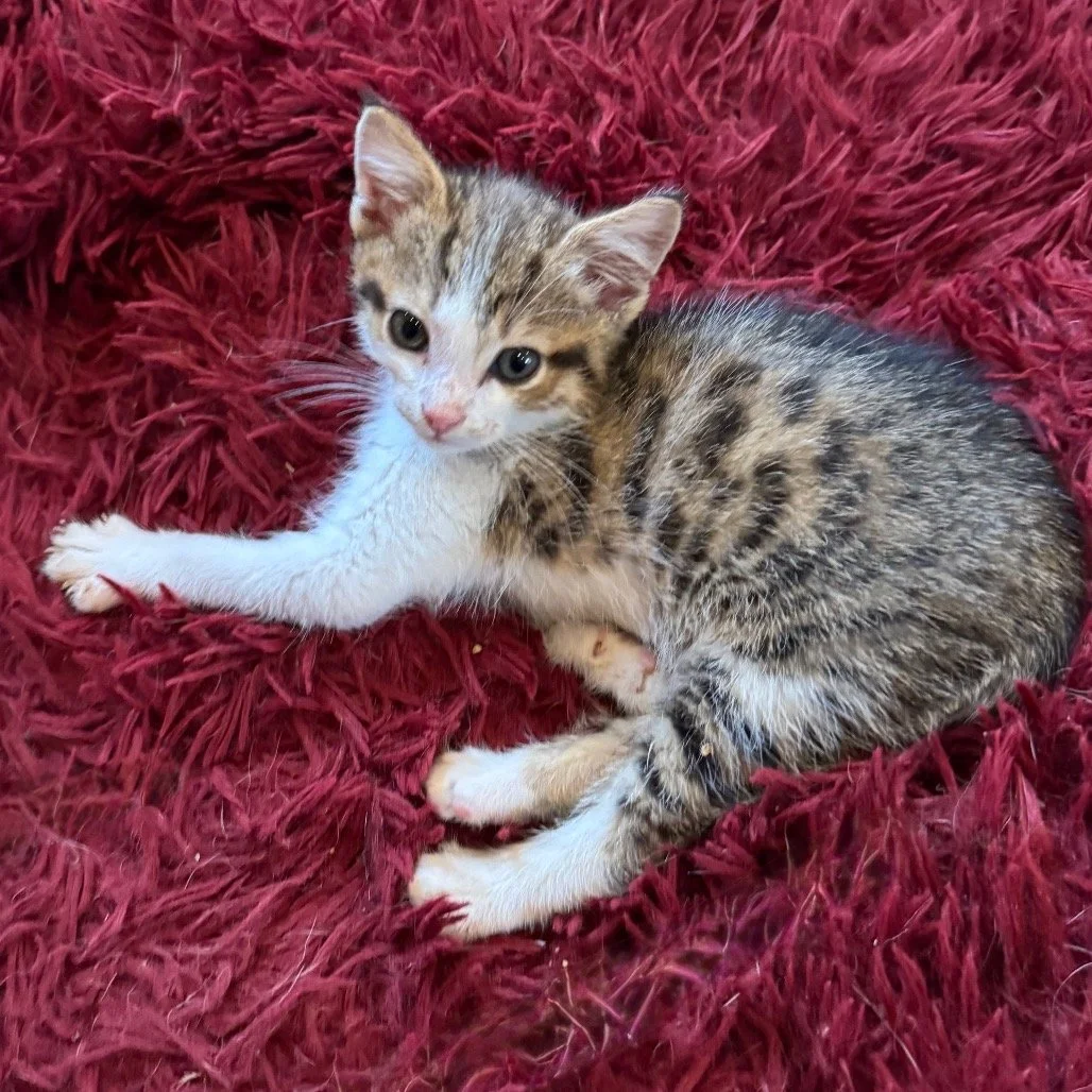 Adorable kitten lying on a red plush carpet