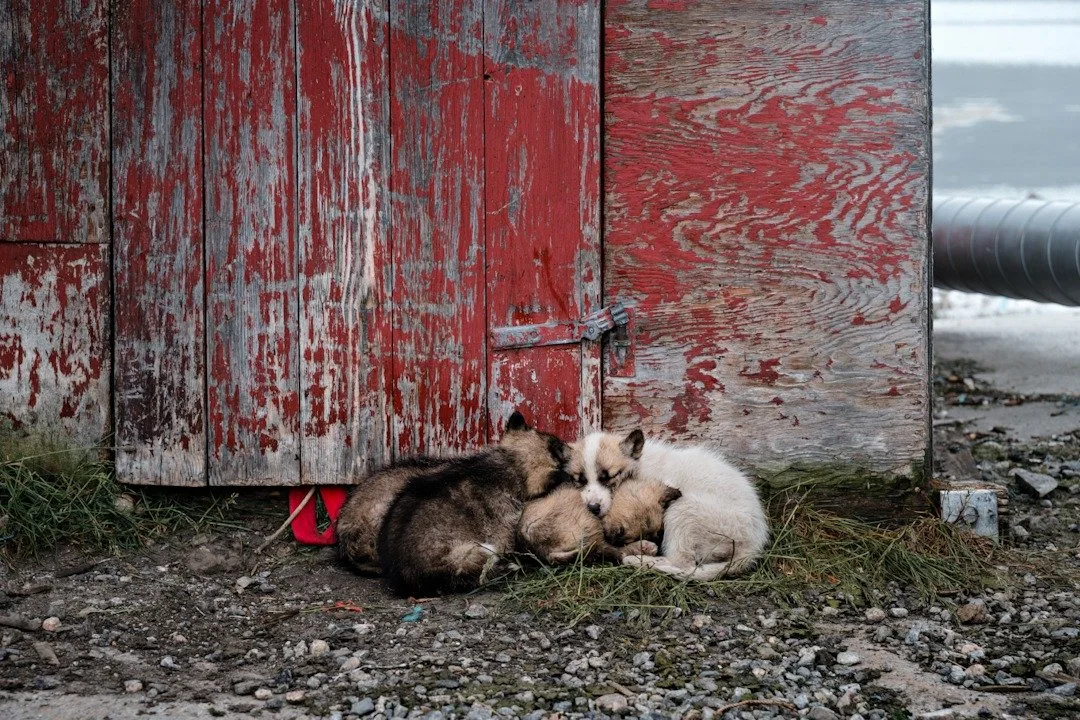 Stumbled across these husky pups living their best life on the coast of Greenland&mdash;clearly mastering the art of napping. A cozy pile of fluff against a weathered door that looks like it&rsquo;s seen as much history as the fjords.

Leica SL2-S
24