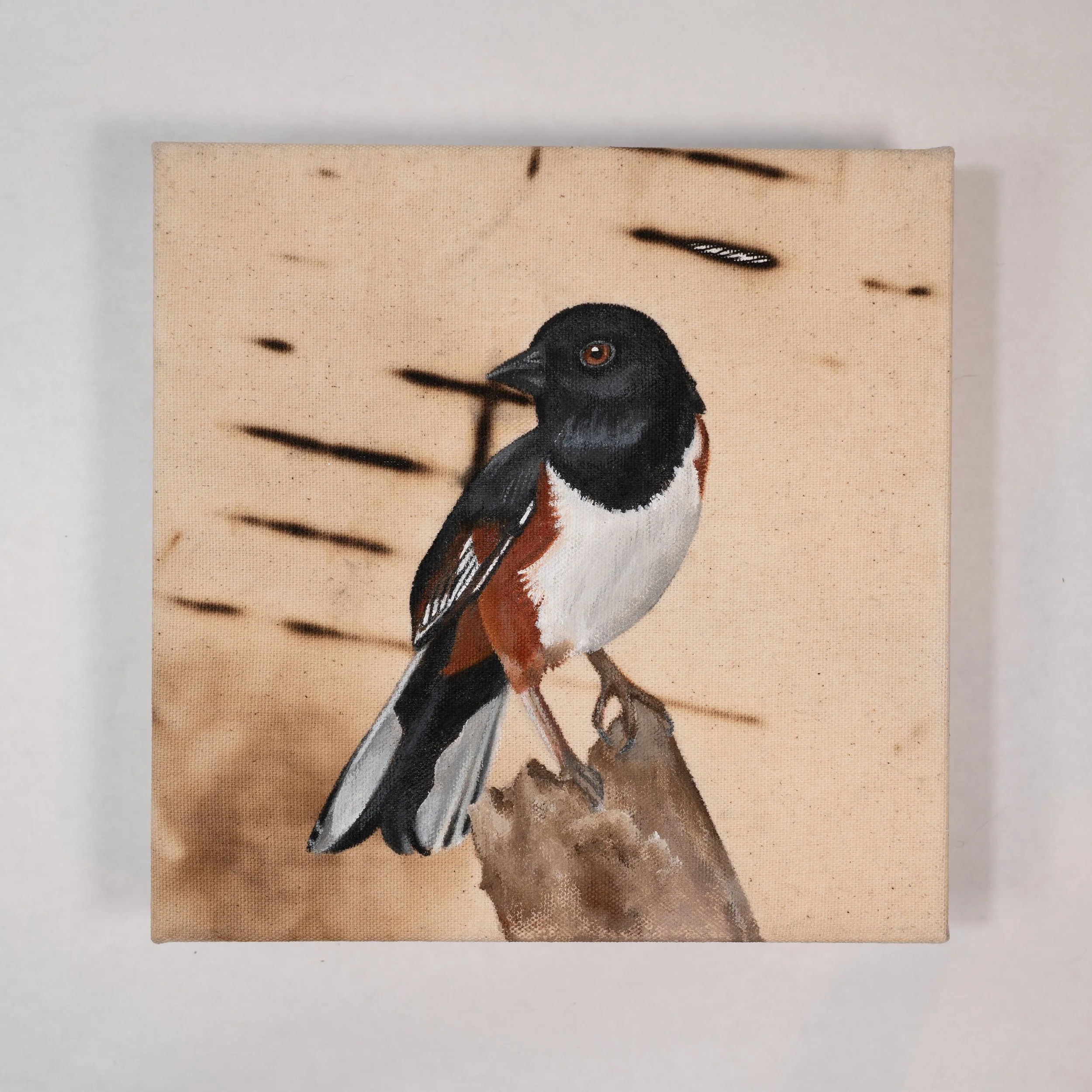 MorganArt_03.26_29_Towhee2.jpg