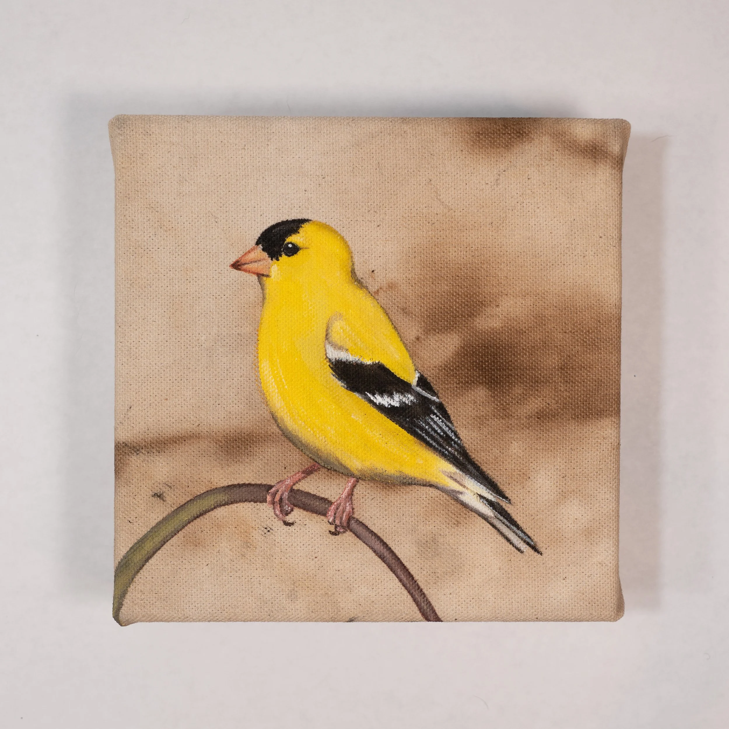 MorganArt_03.26_06_Goldfinch2.jpg