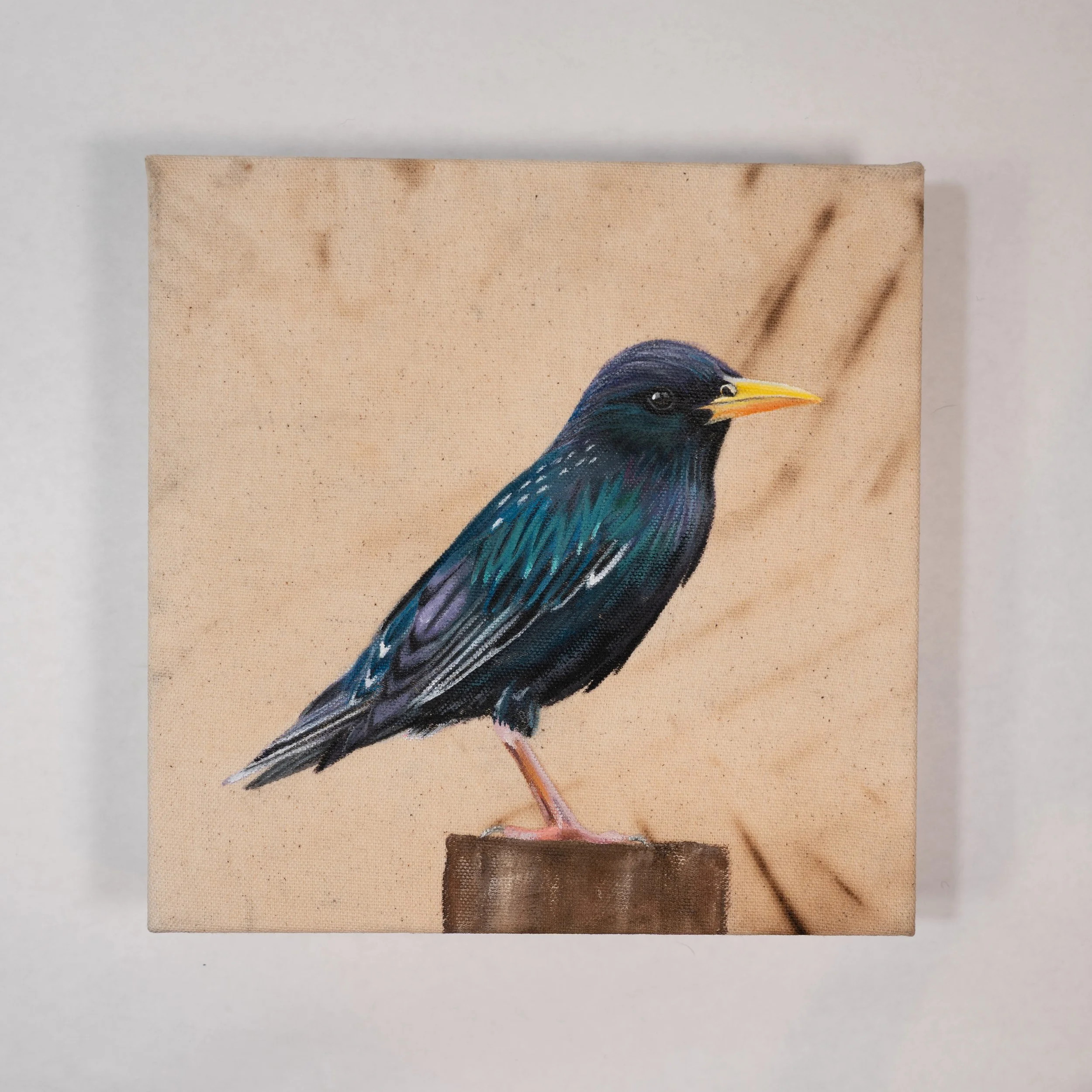 MorganArt_03.26_28_Starling2.jpg