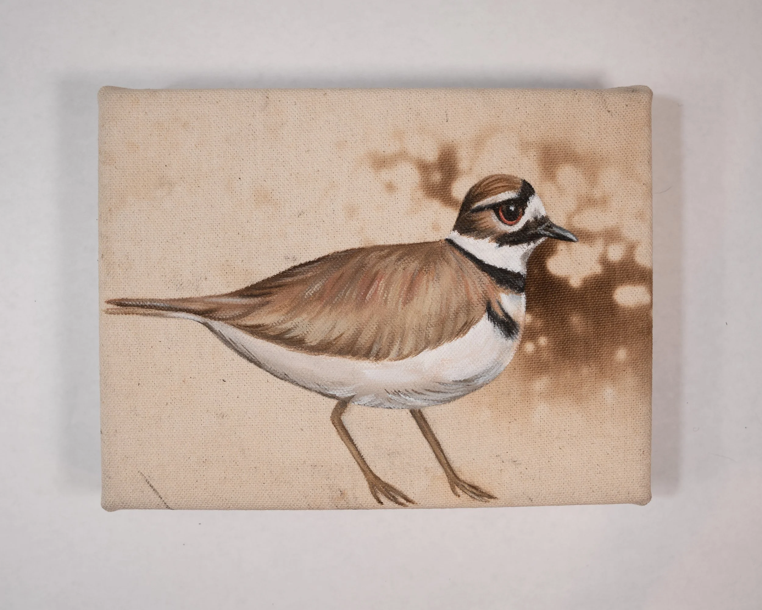 MorganArt_03.26_38_Killdeer2.jpg