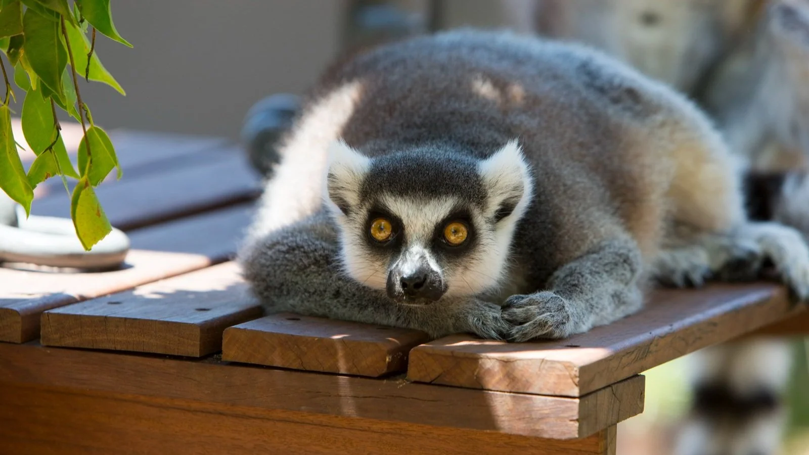 HillThalis_JILA_PurposeAgency_TarongaZoo_LemurAdventure_D426.jpg