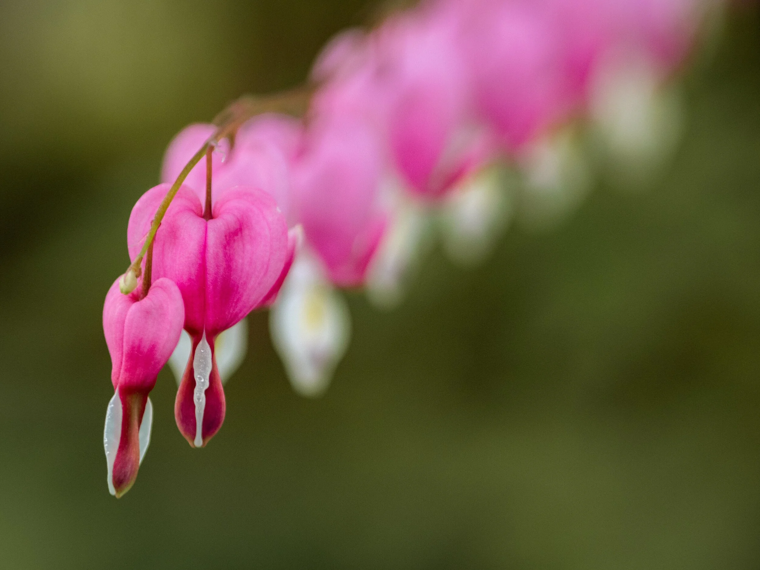 selective-focus-photo-of-purple-pacific-bleeding-heart-2449548.jpg