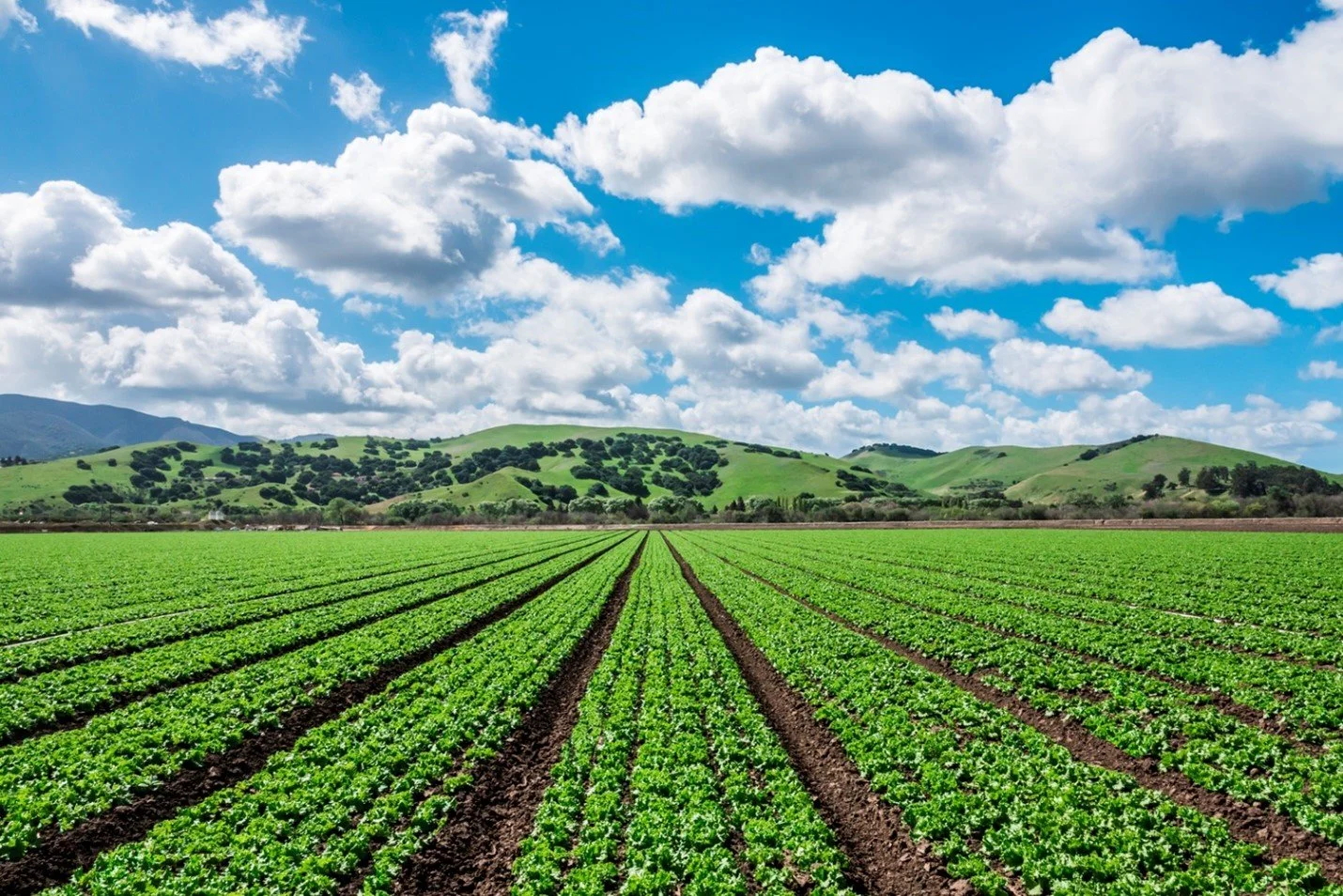 Biosolids: A Sustainable Fertilizer Alternative