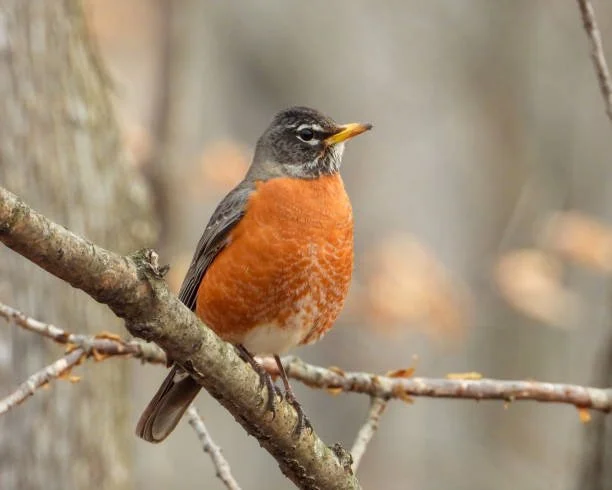 How Biosolids Can Benefit Wildlife and Ecosystem Health