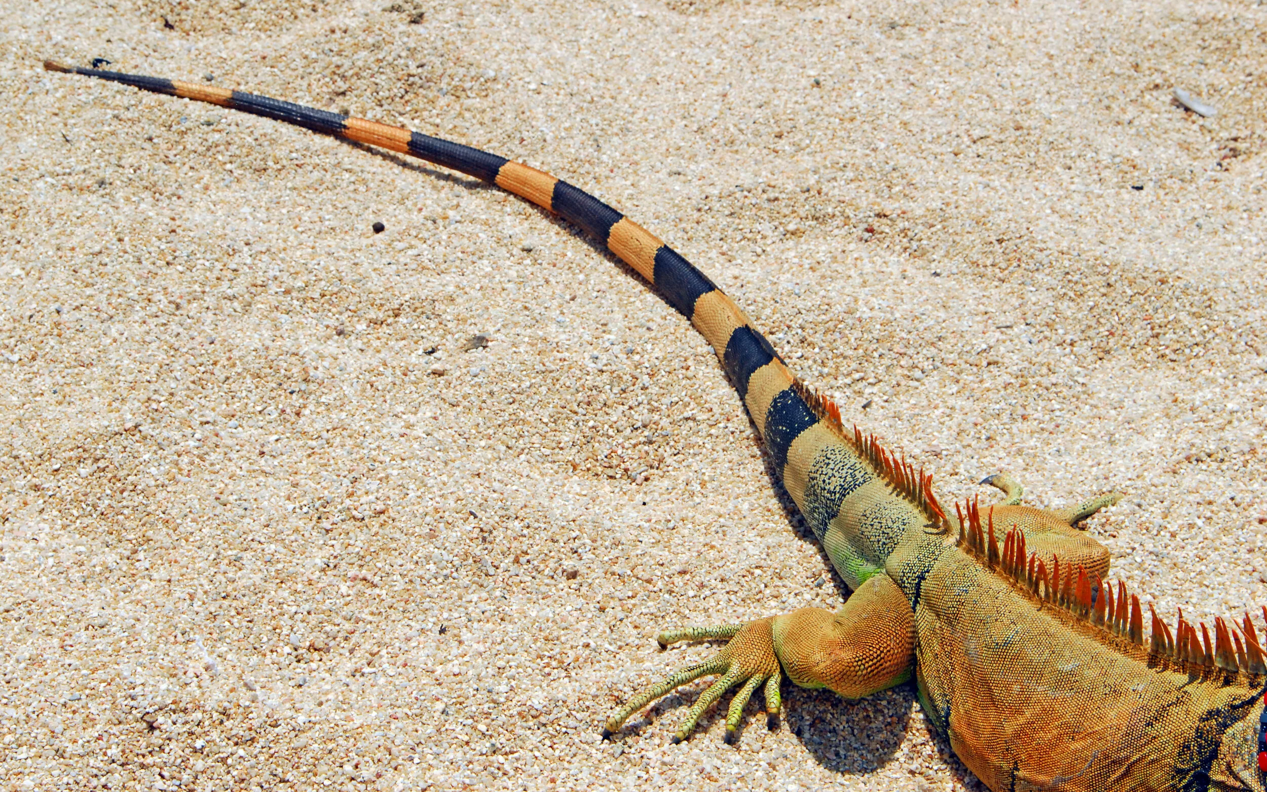 Iguana 1.jpg