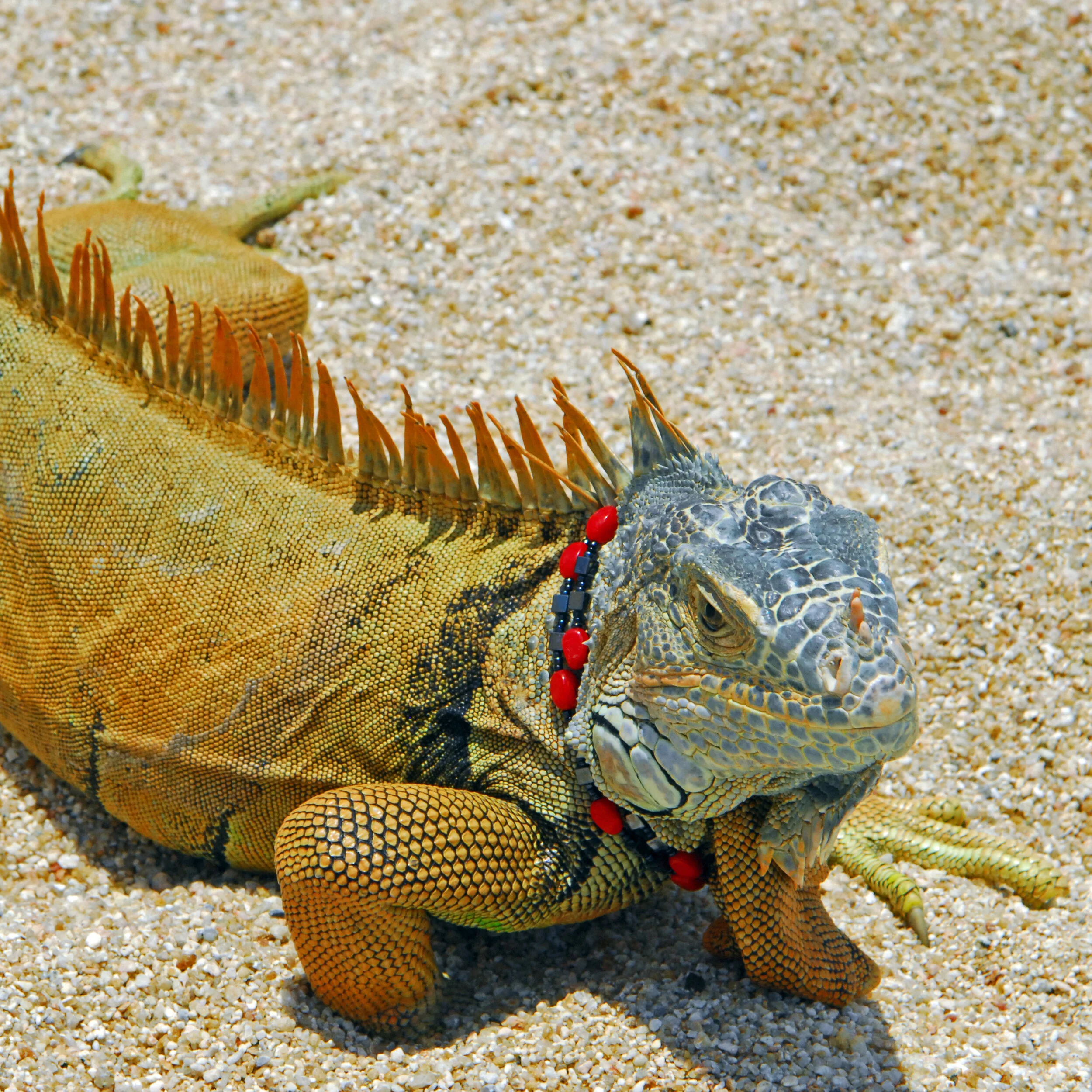 Iguana 2.jpg