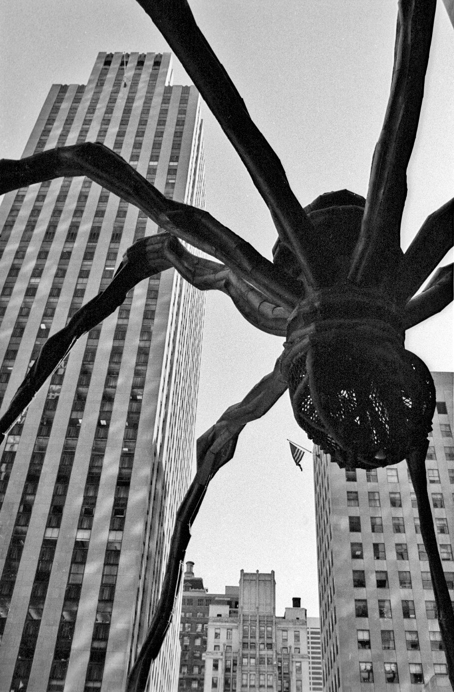 New York Spider 1 copy a.jpg