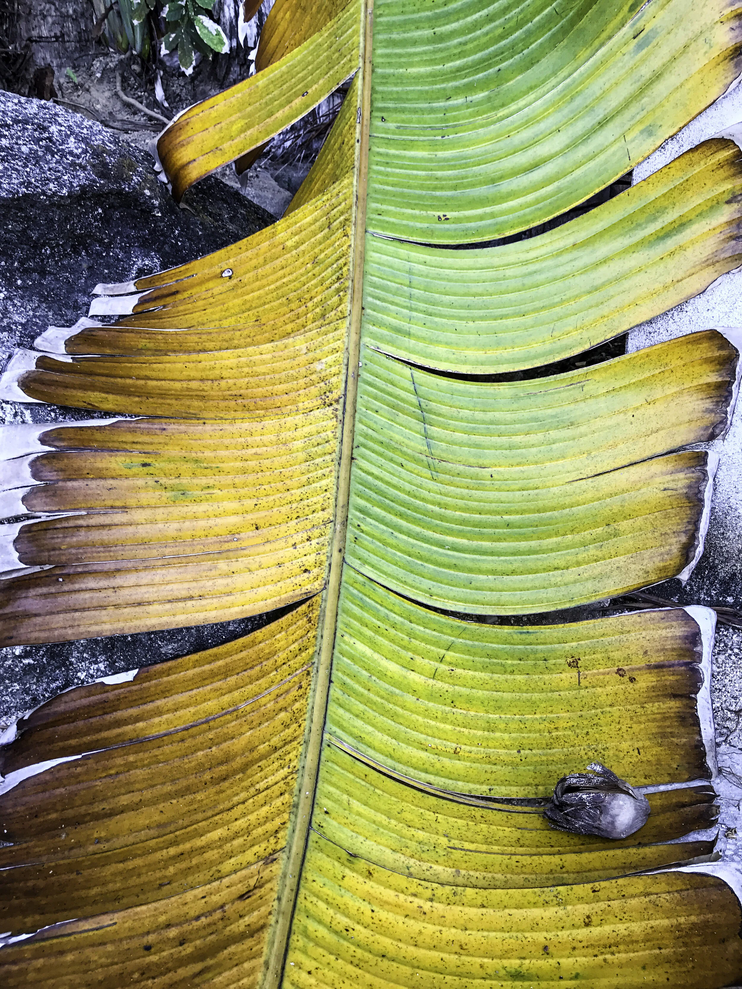 Banana leaf 2.jpg