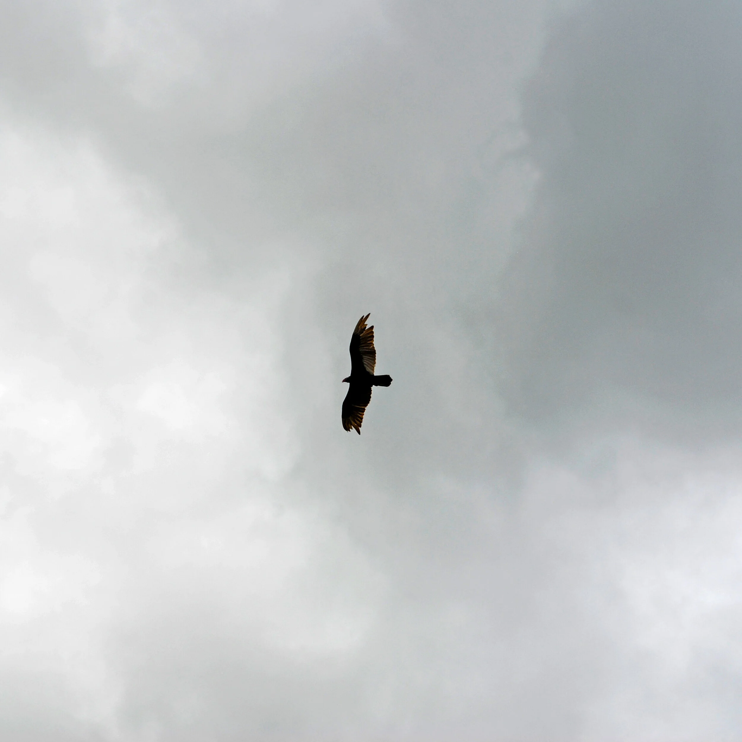 SQS Falcon 2.jpg