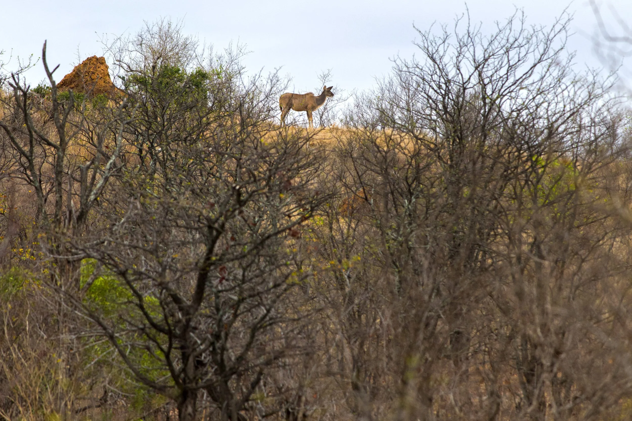 Kudu 1 copy.jpg