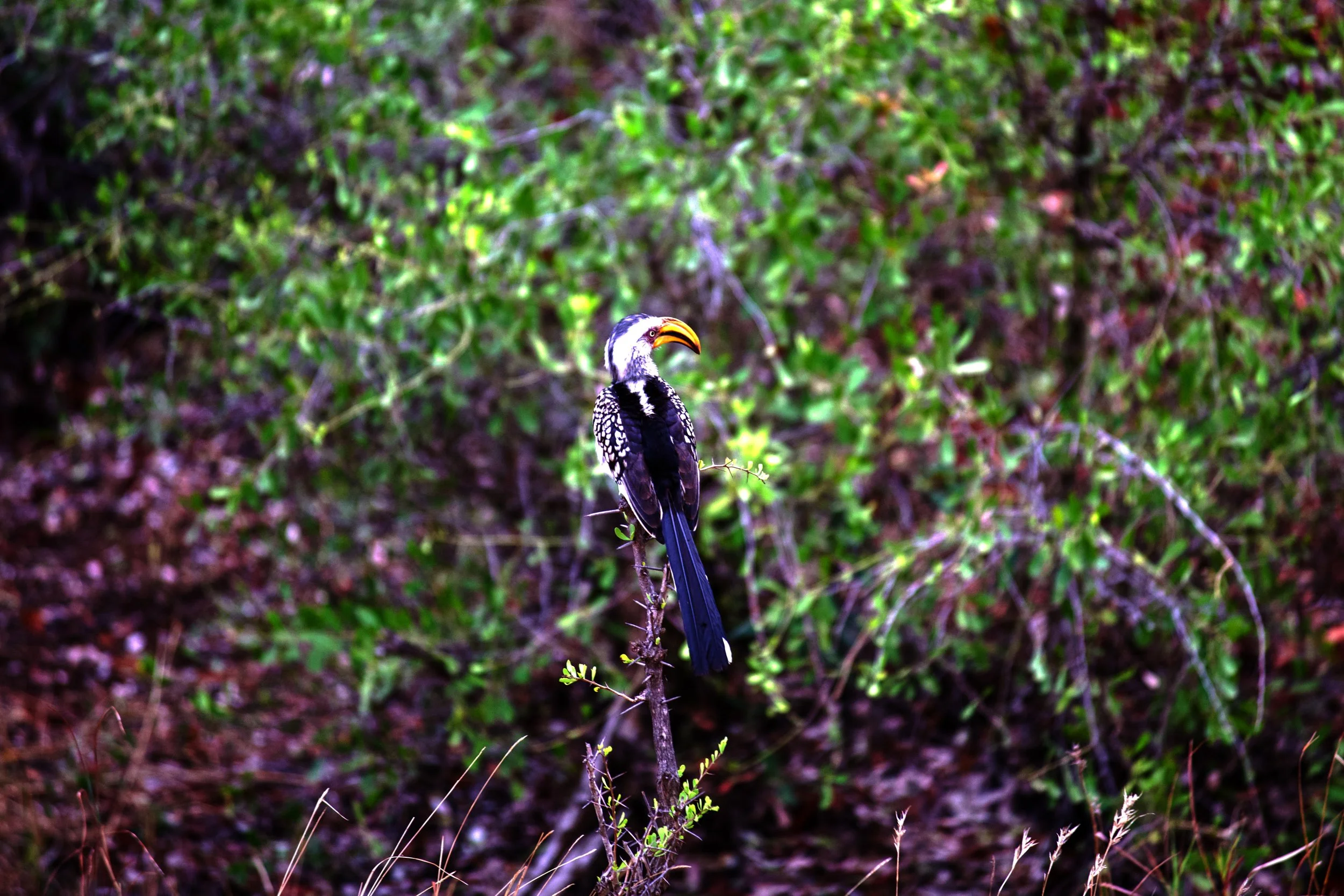 Yellow-billed hornbill 1 copy.jpg
