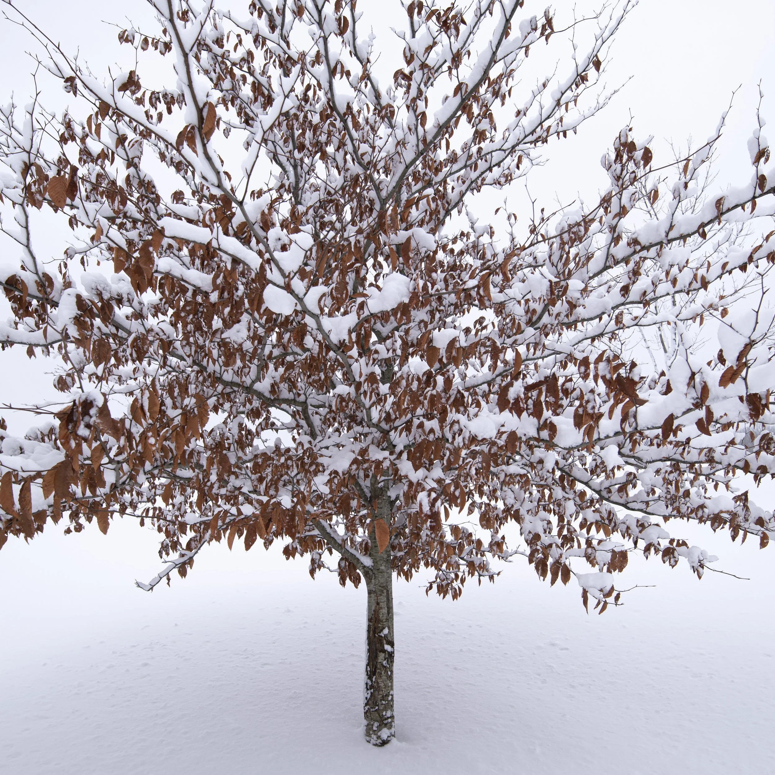 EG Park D750 d.jpg