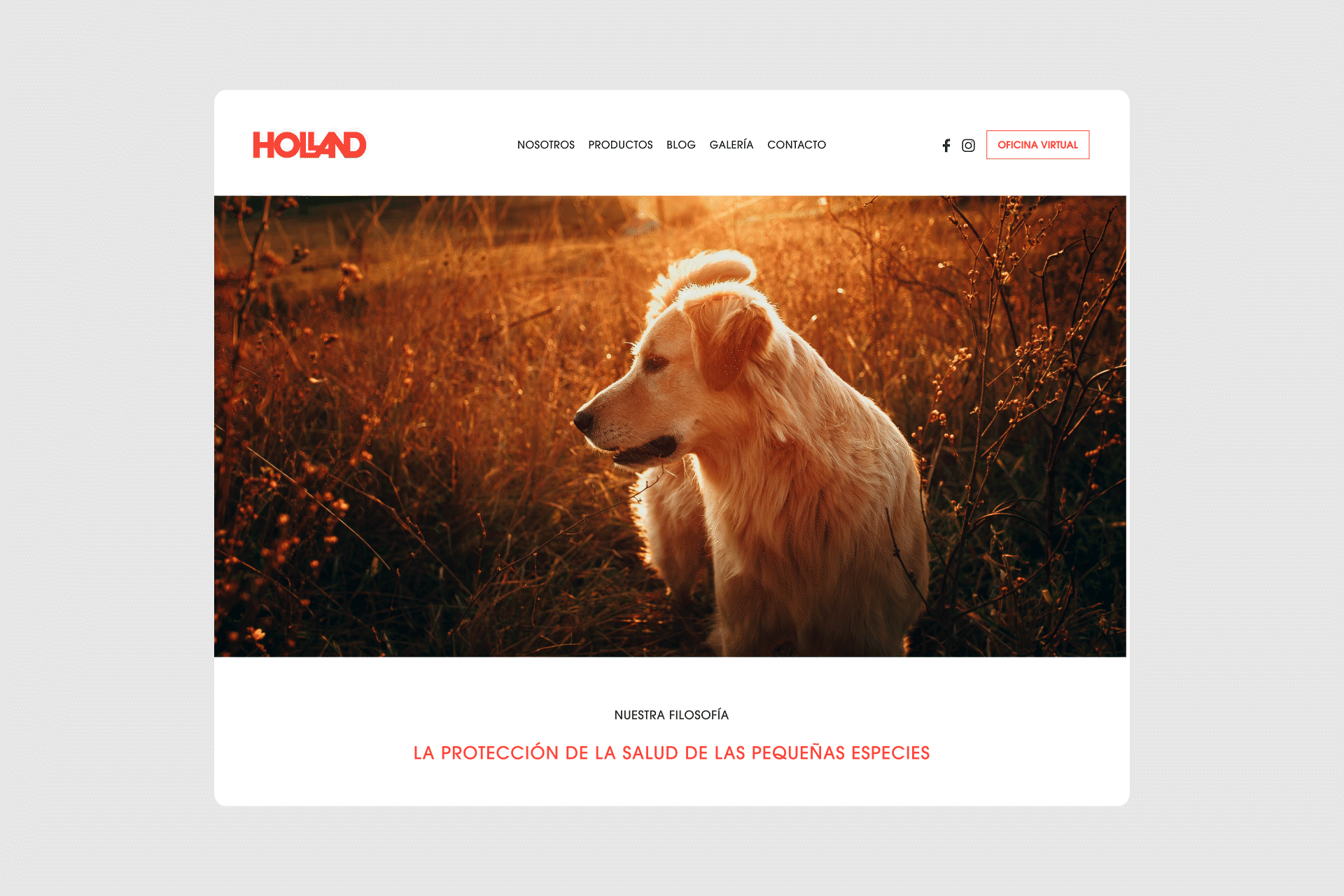 Holland Portfolio GIF.gif