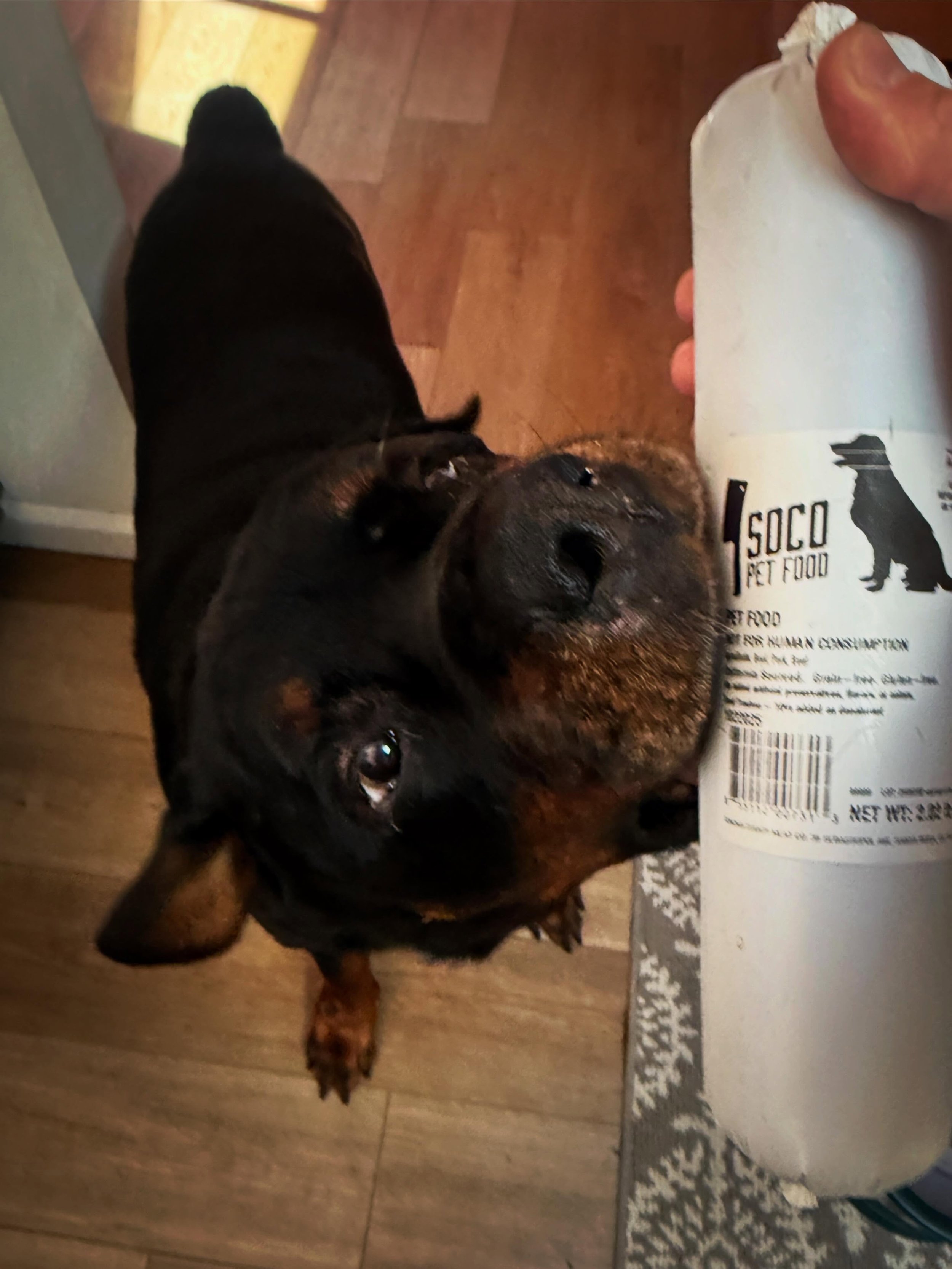 GIMME IT! I wanna chomp! Obi is very excited about his new food. 
@socomeatco