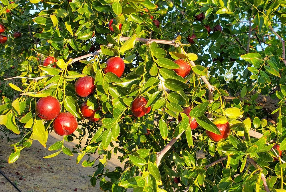 Ripe organic California jujubes made available by JUJUME