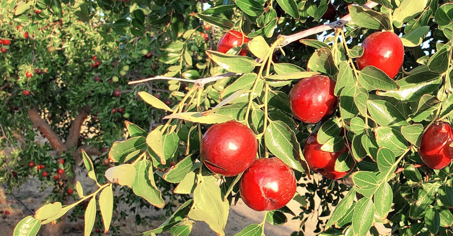 A Premium Jujube Product Company JUJUME