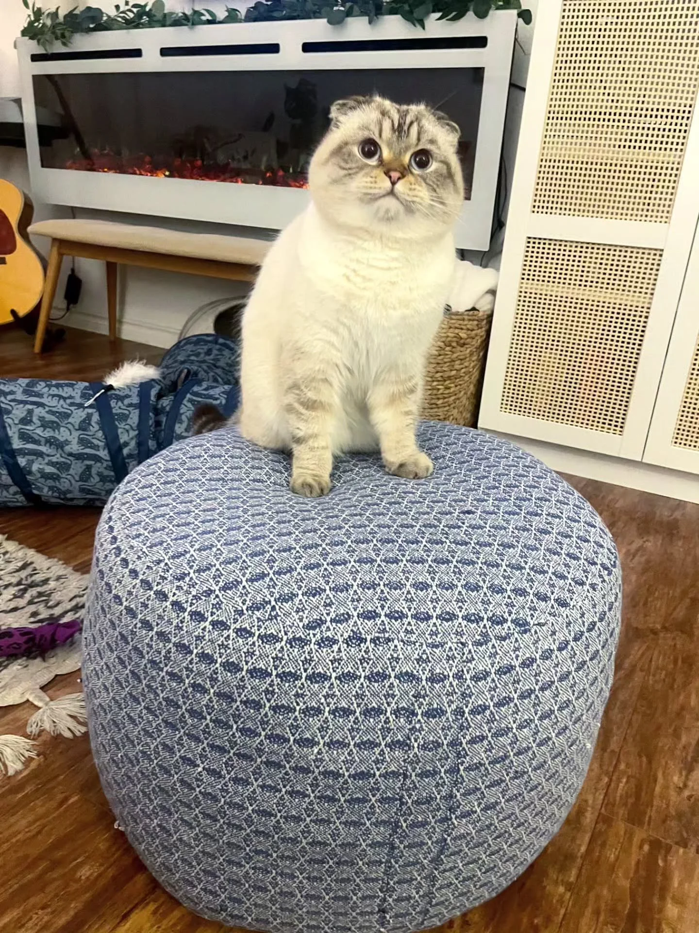 What even are pouffes if not Glorified Cat Thrones! 👑

Send me pictures of your pets on your pouffe! They bring me a ridiculous amount of joy!

These little kitties are Rhino, Nori, and Cha Cha. 

Thanks so much for the pictures!!
@colleenlacey
@har