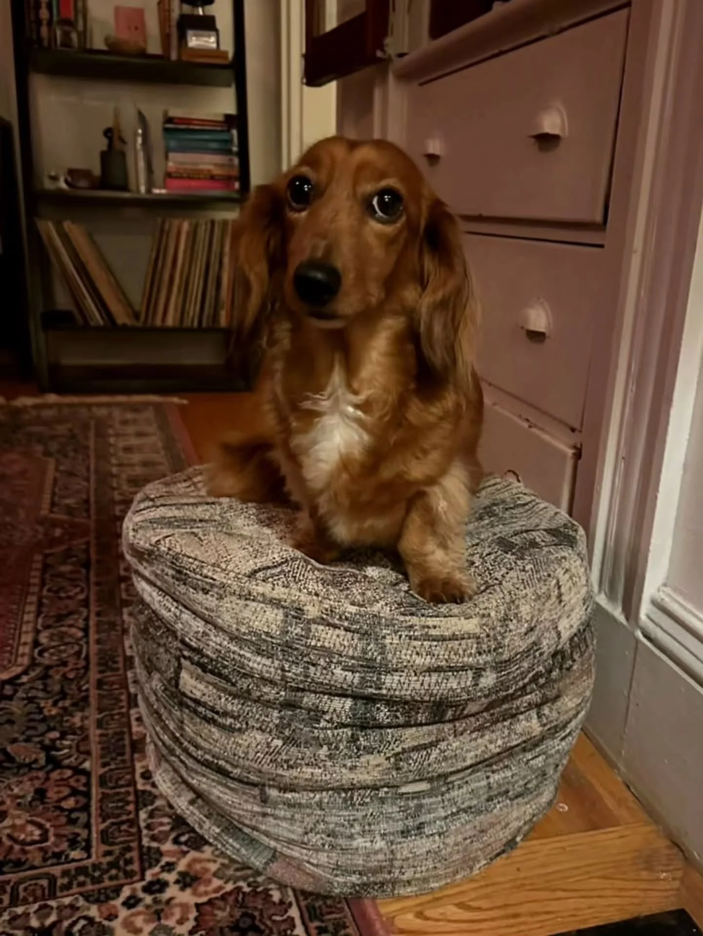 Meet Daisy. The sweetest girl with big marble eyes who just loves her new pouffe throne. 

Thank you, Julie, for sending these perfect pictures of Daisy on your new Grandma Enid pouffe. 

I'm definitely going to start a series of your pets on pouffes