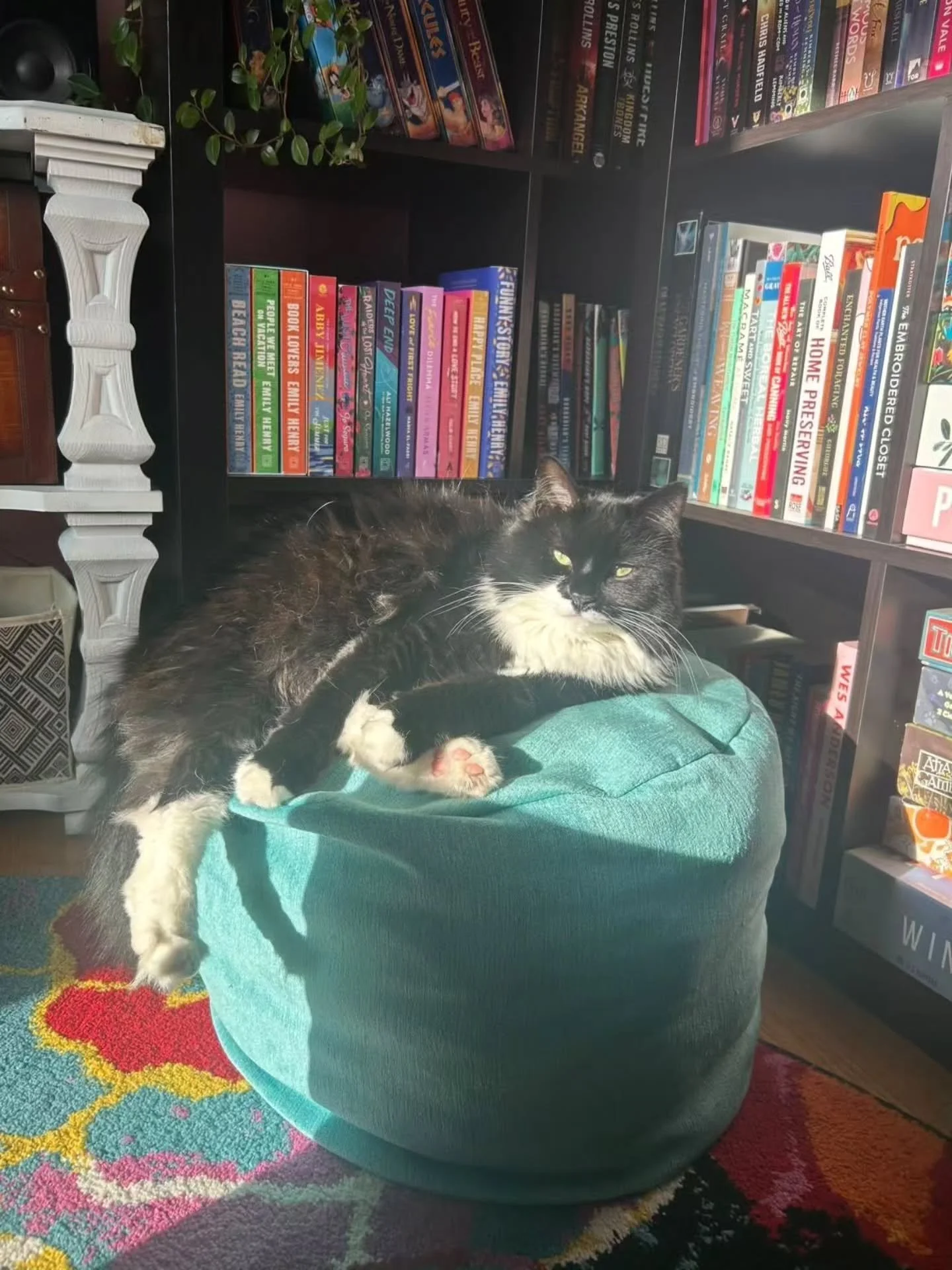 POUFFE PETS💖

This is Queen Lucy on a pouffe in a little library. Basking in the sun on her throne. Absolute beauty. 

Thank you @baublesandfinery for sharing🥹💕🐈&zwj;⬛

If you're pet likes sitting on your pouffe, send me a photo for my Pouffe Pet