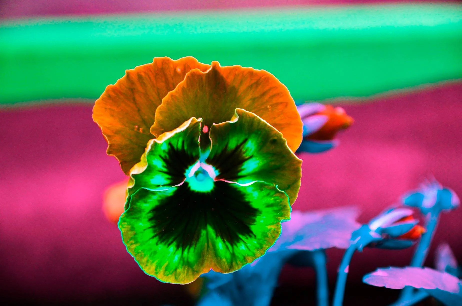 Capturing Toronto's Colour